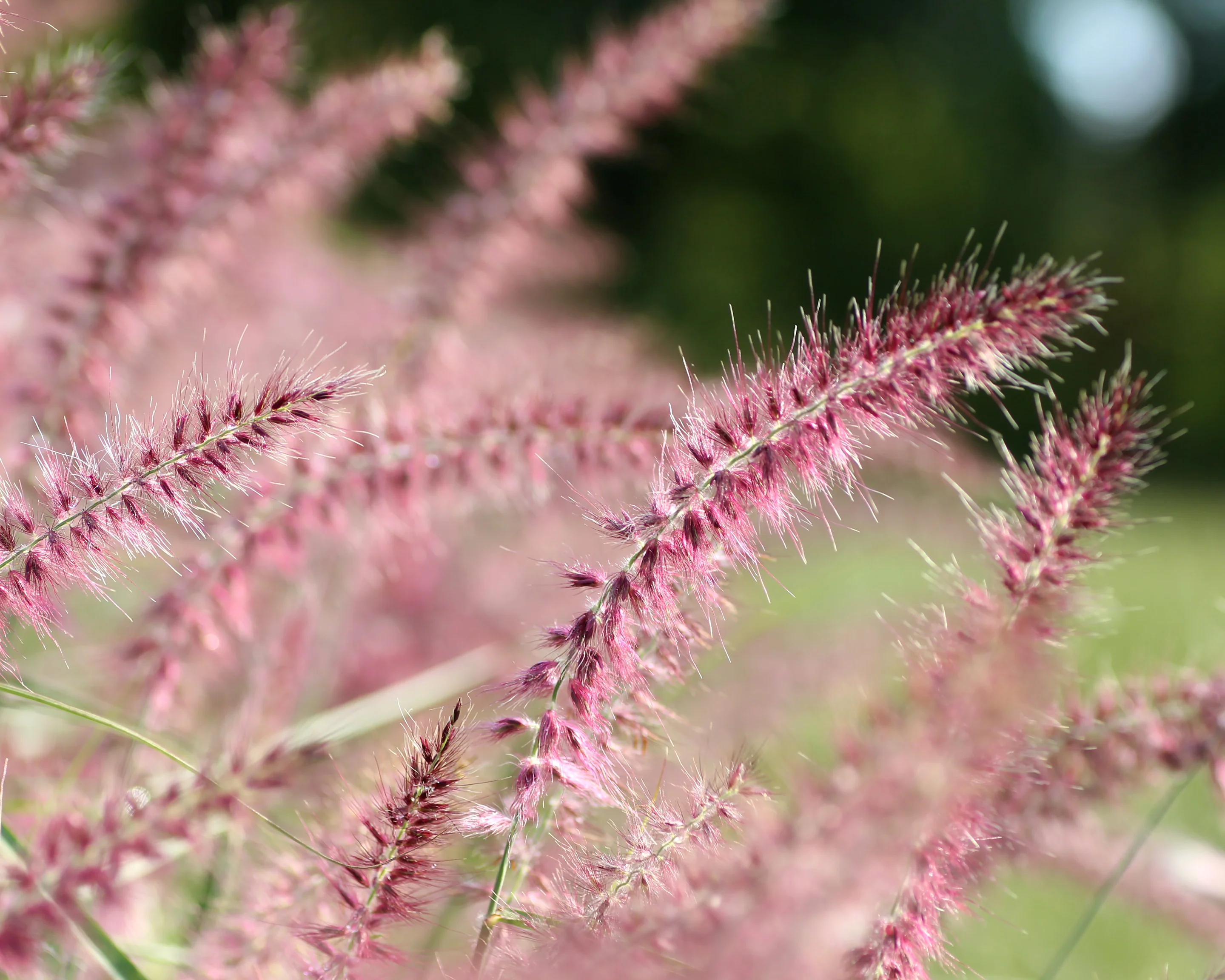Pennisetum 'Flamingo' - Image 3