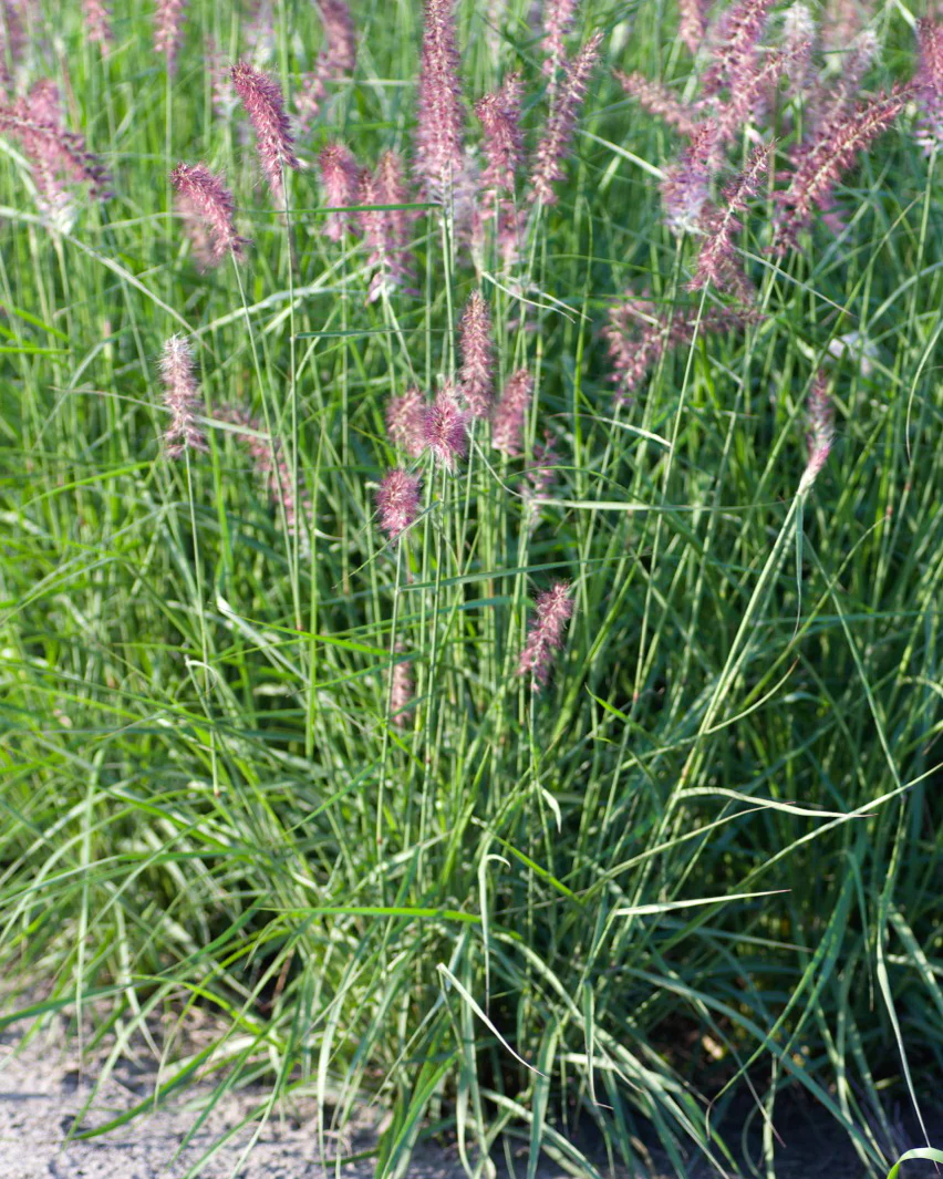 Pennisetum 'Flamingo' - Image 6