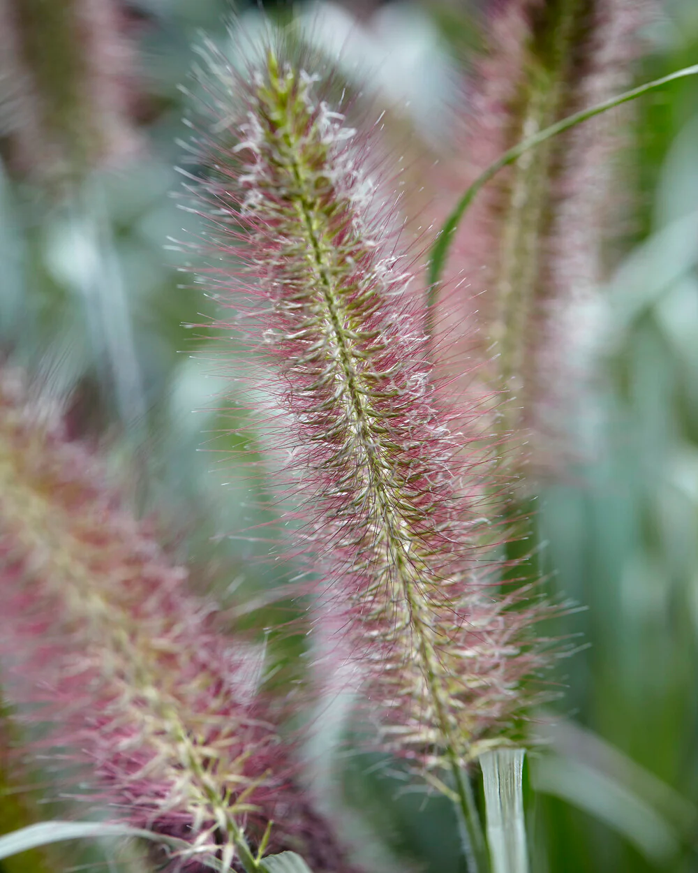 Pennisetum 'Hameln' - Image 4