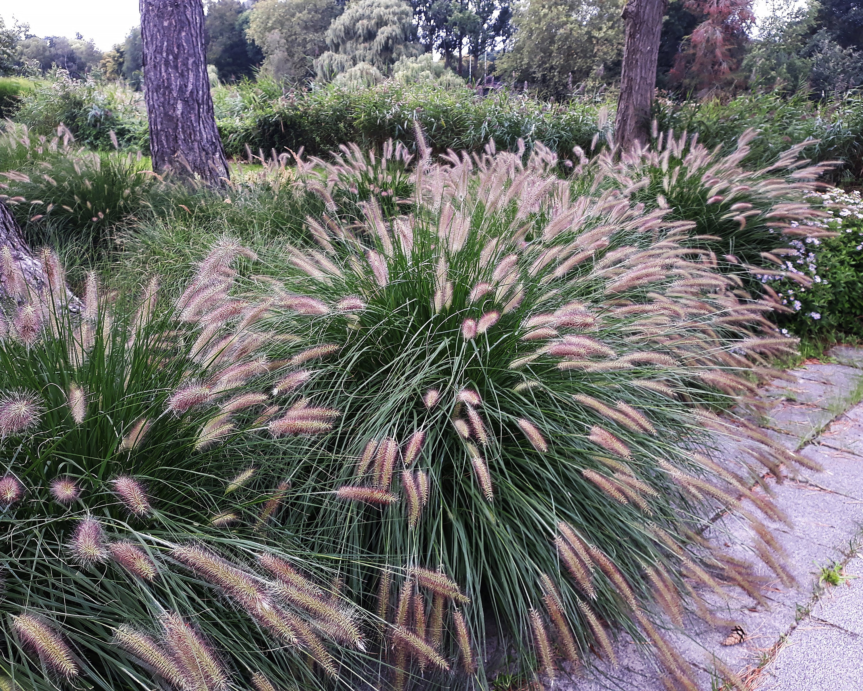 Pennisetum 'Hameln' - Image 5