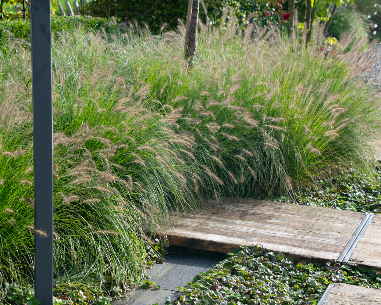 Pennisetum 'Hameln' - Image 6