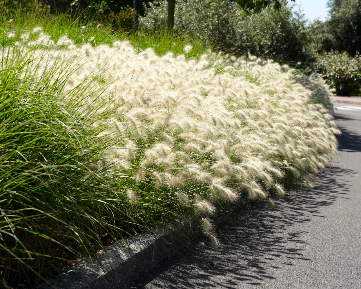Pennisetum 'Hameln' - Image 7