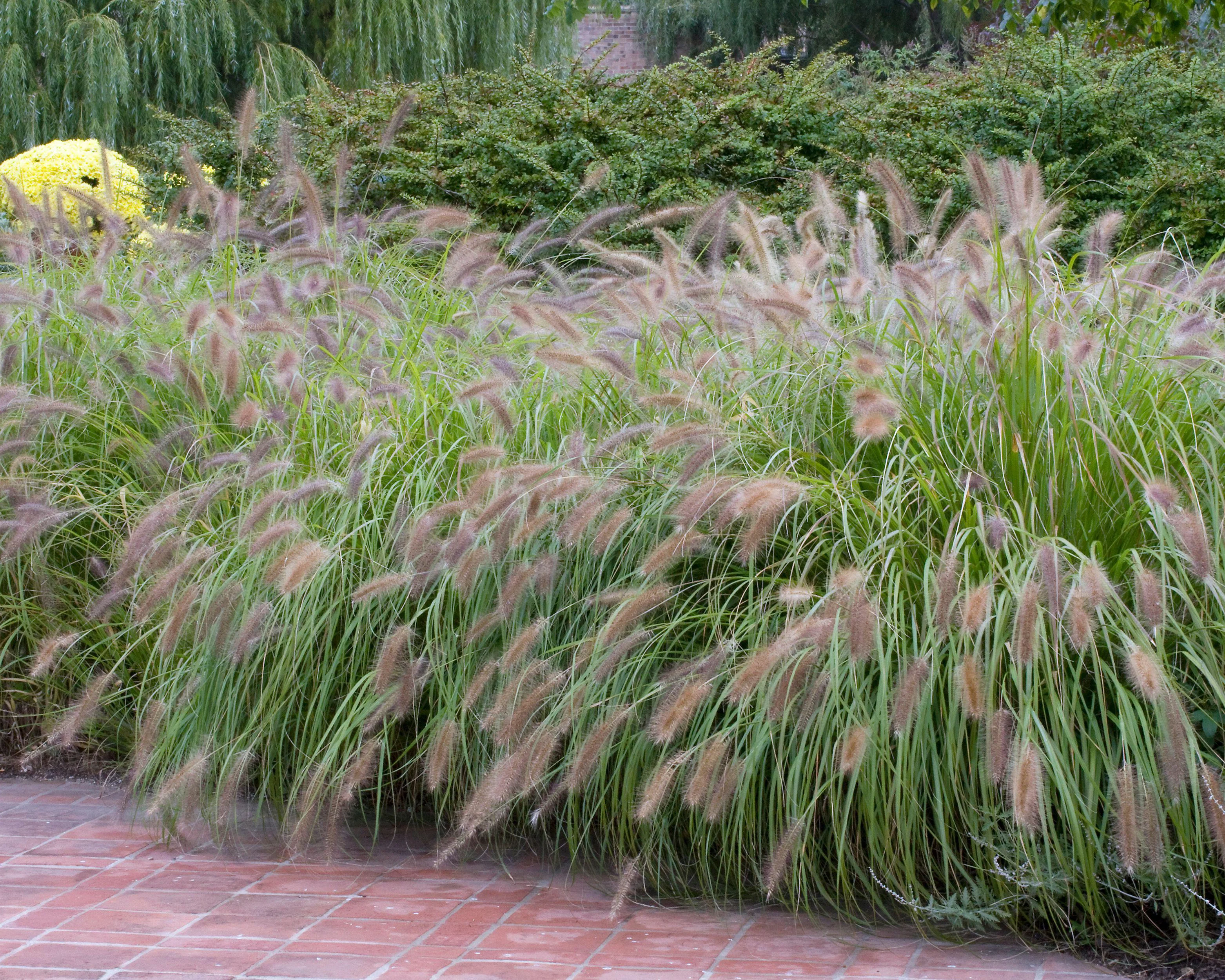 Pennisetum 'Red Head' - Image 10