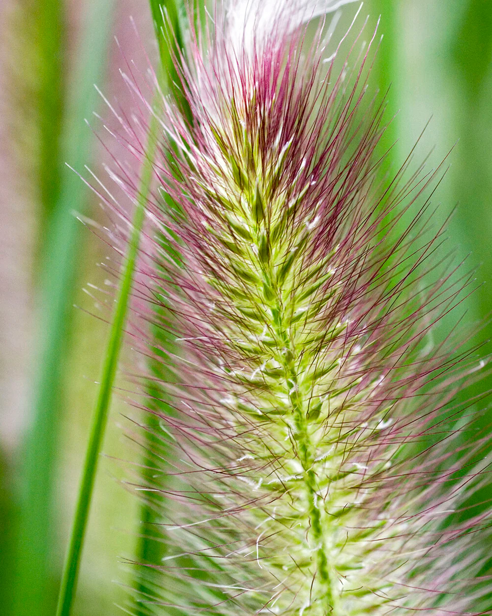 Pennisetum 'Red Head' - Image 3