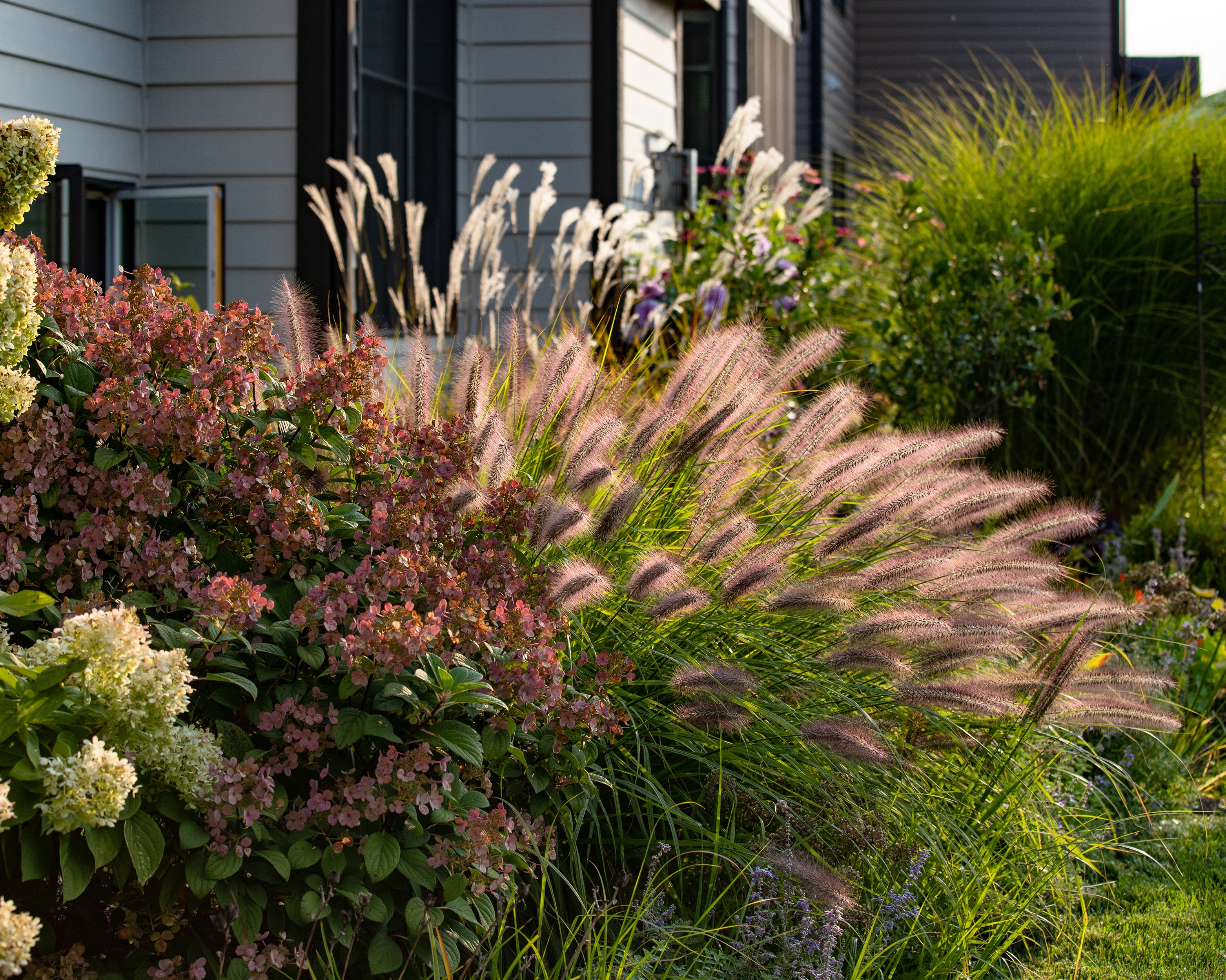 Pennisetum 'Red Head' - Image 4
