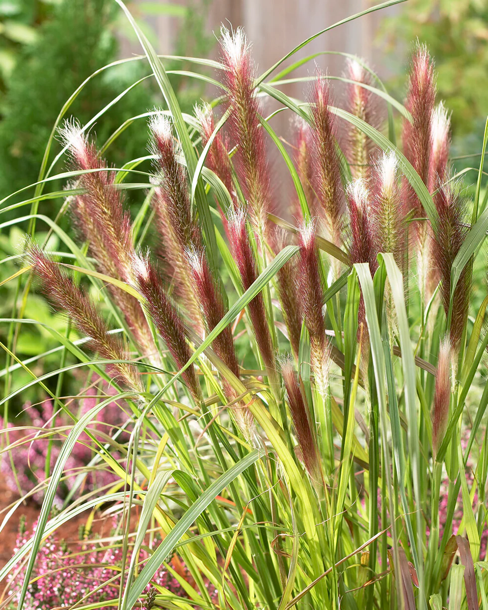 Pennisetum 'Red Head' - Image 6