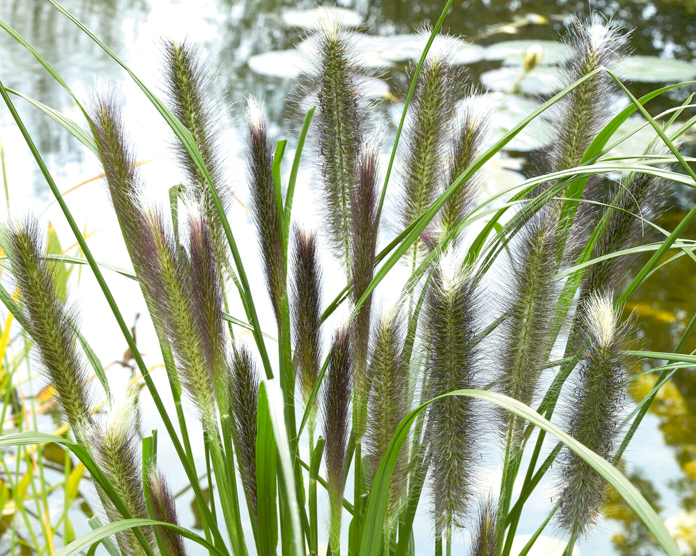 Pennisetum 'Red Head' - Image 7