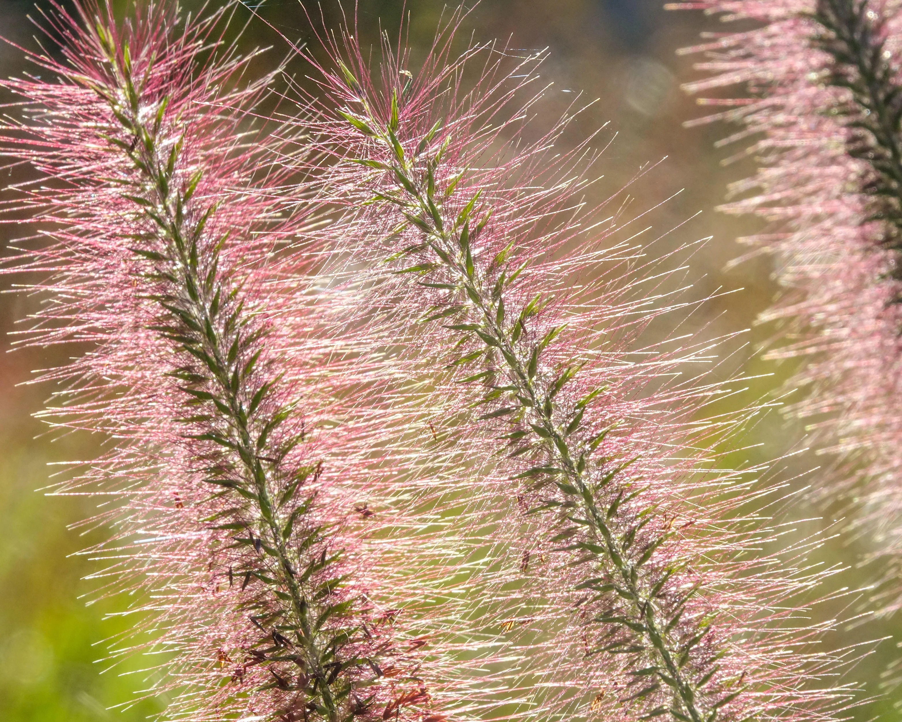 Pennisetum 'Red Head' - Image 8