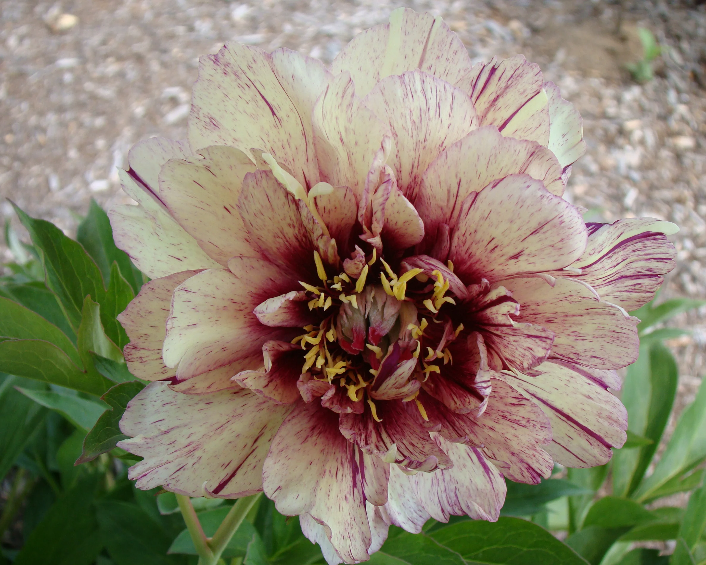 Paeonia 'All that Jazz' - Image 10