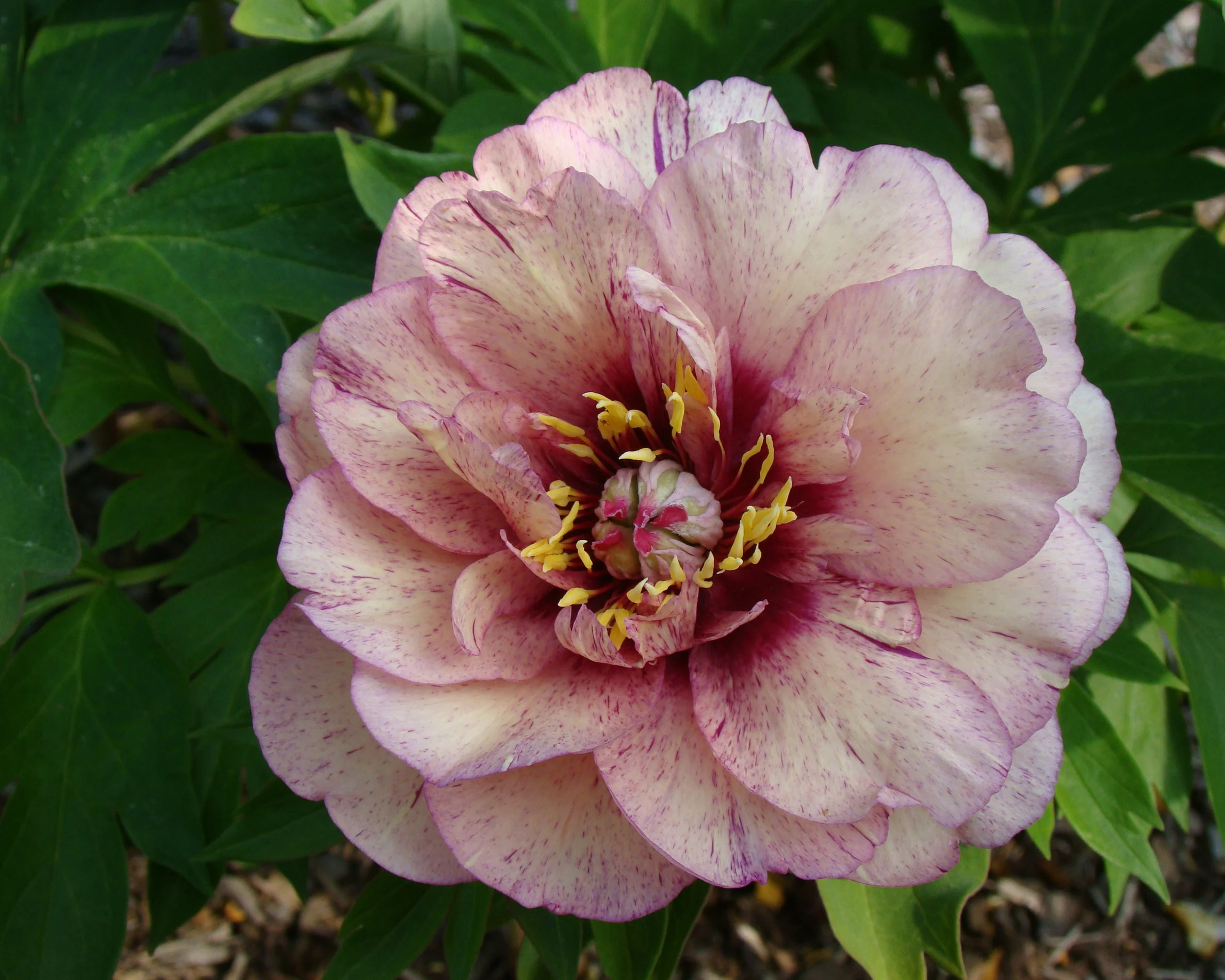 Paeonia 'All that Jazz' - Image 11