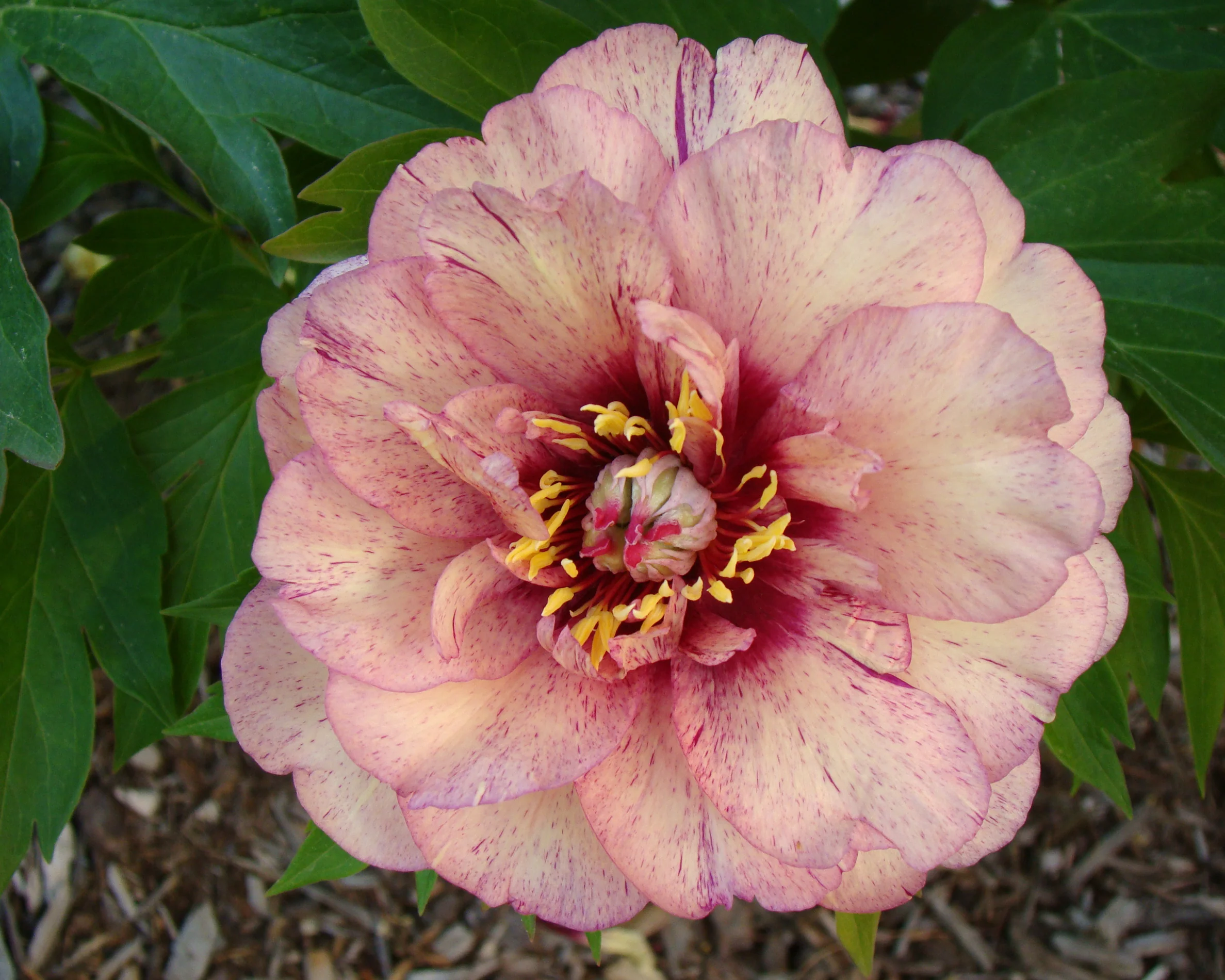 Paeonia 'All that Jazz' - Image 12