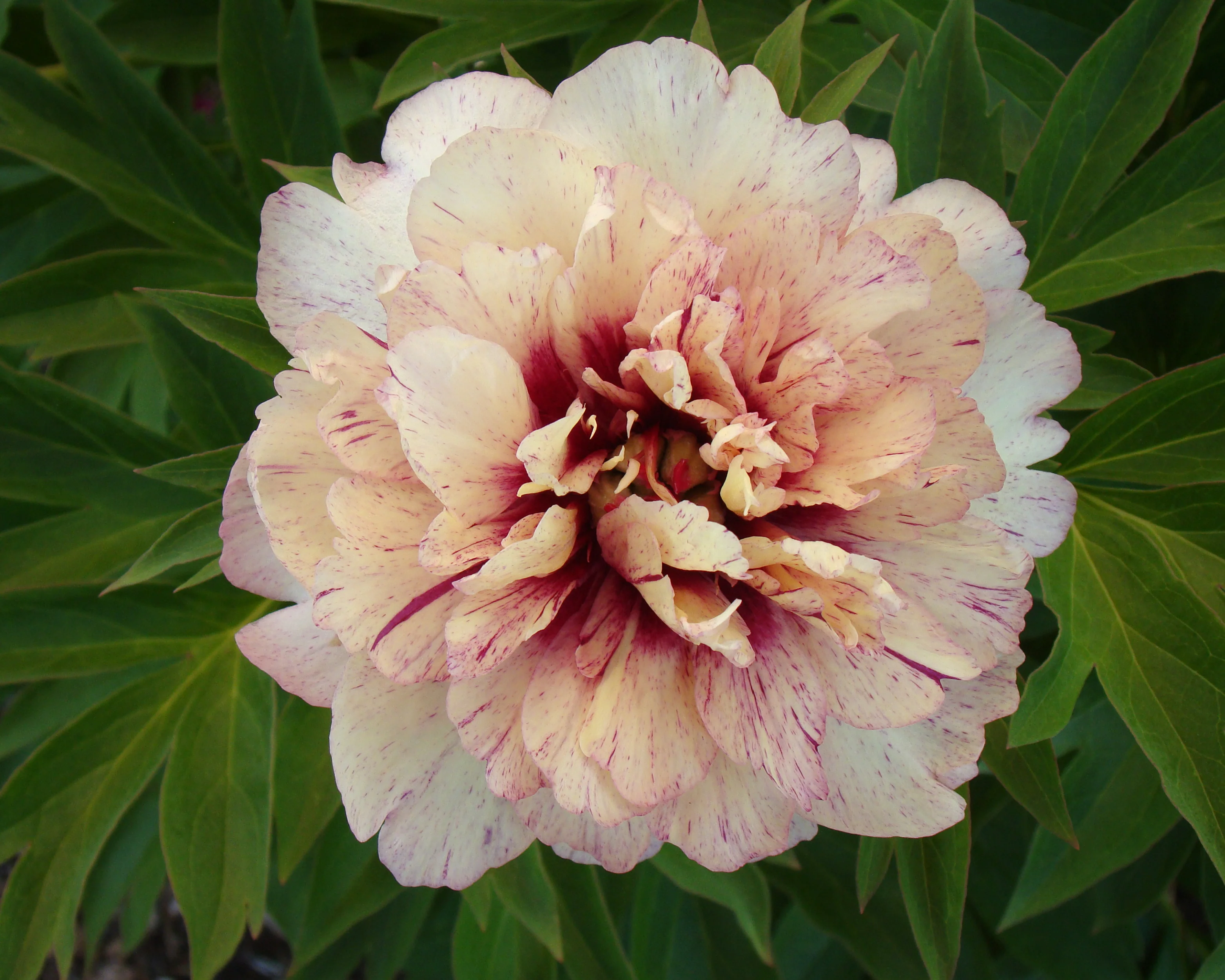 Paeonia 'All that Jazz' - Image 3