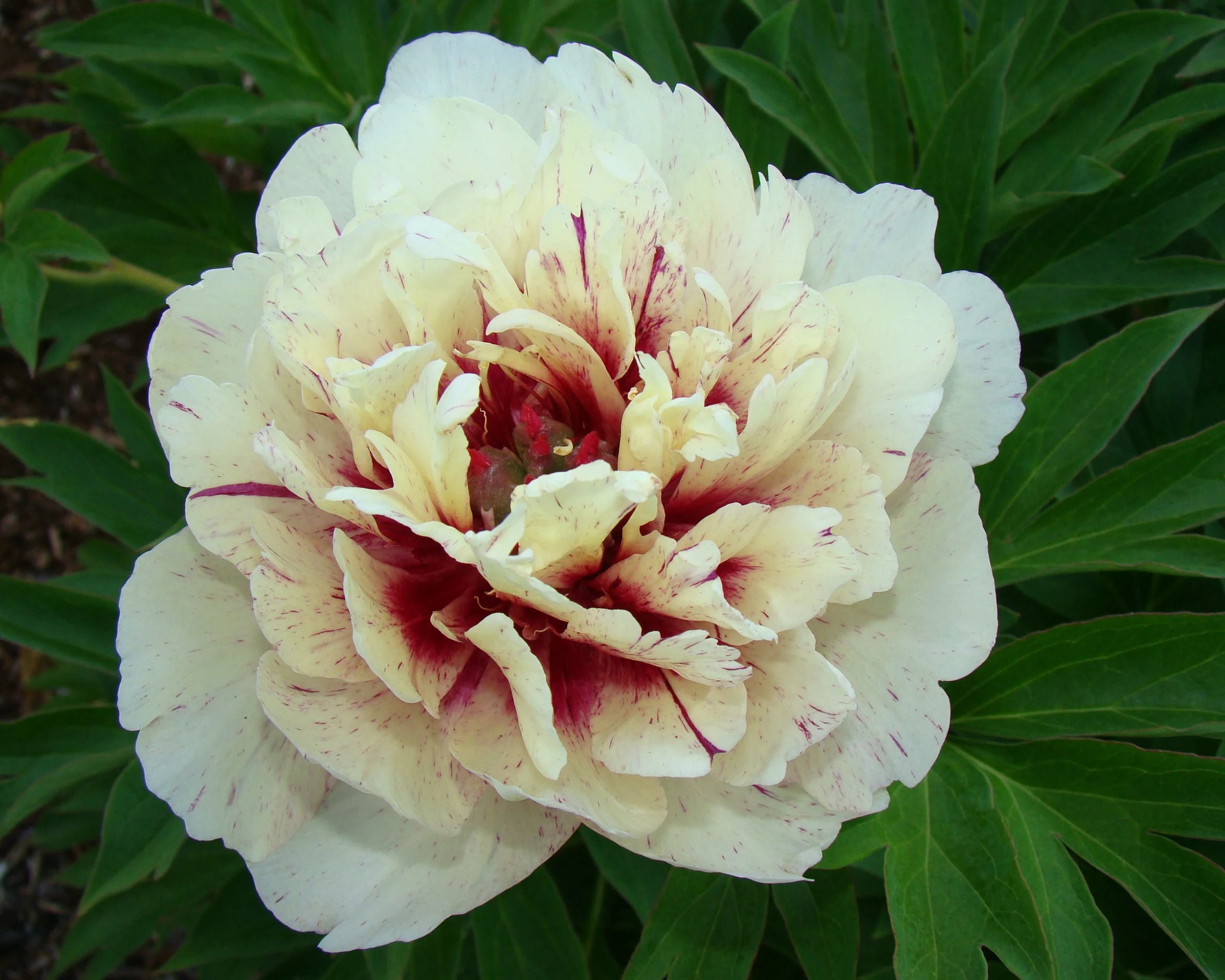 Paeonia 'All that Jazz' - Image 4