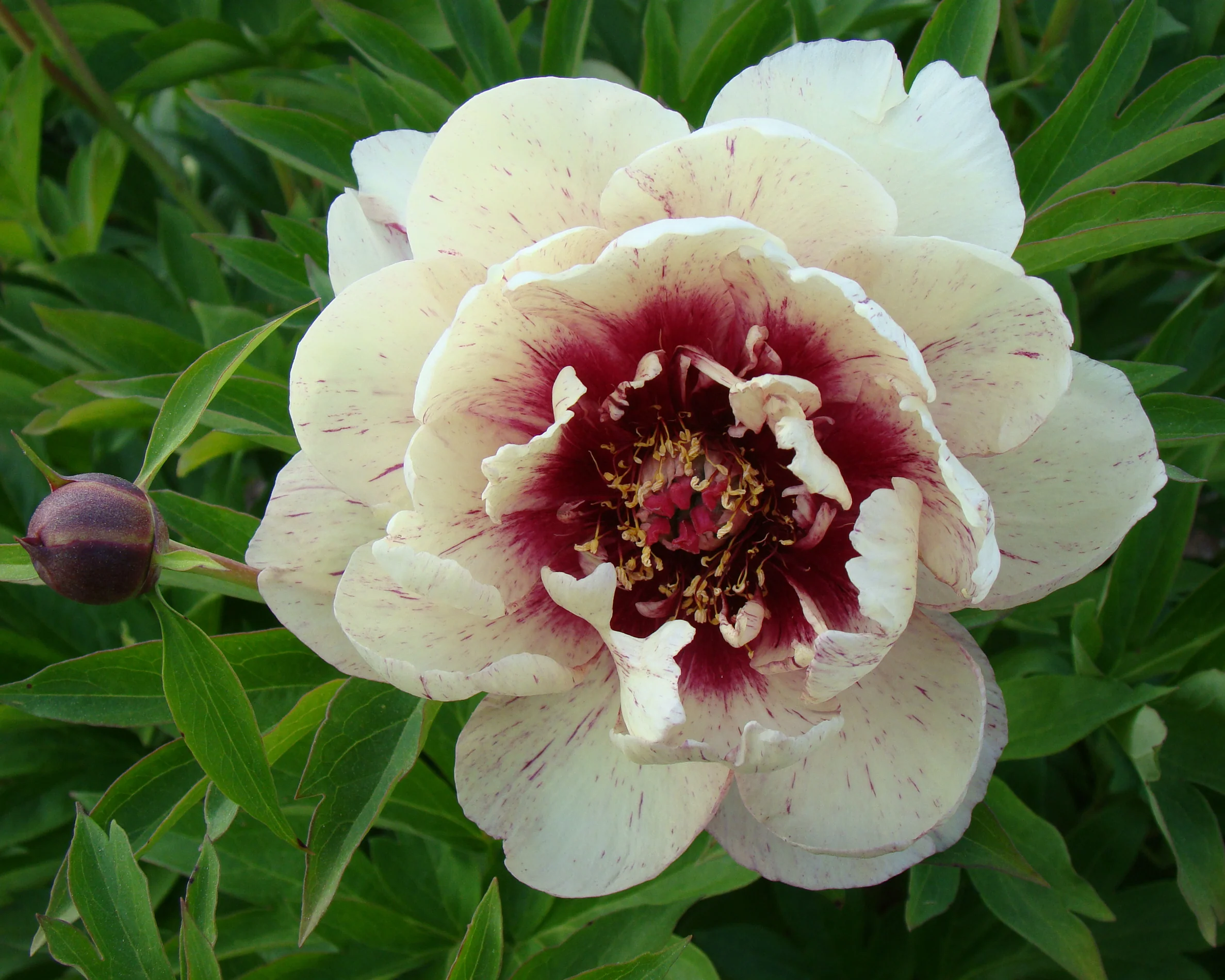 Paeonia 'All that Jazz' - Image 5