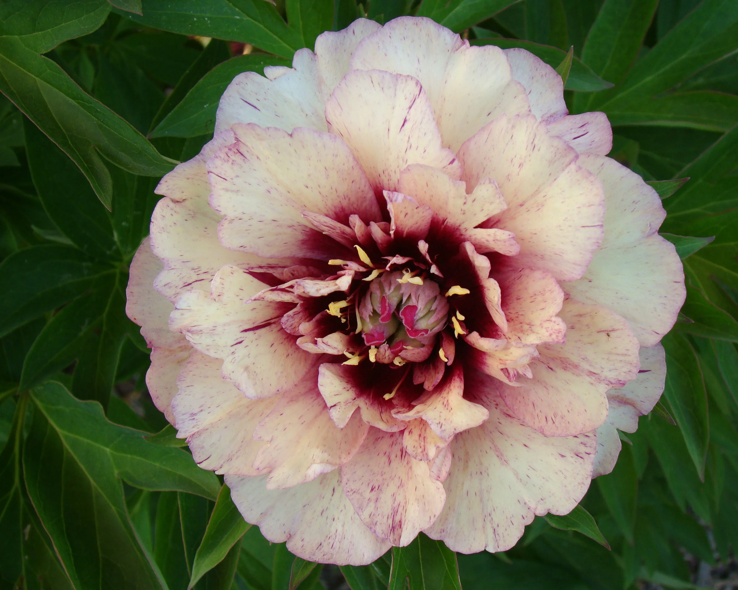 Paeonia 'All that Jazz' - Image 6