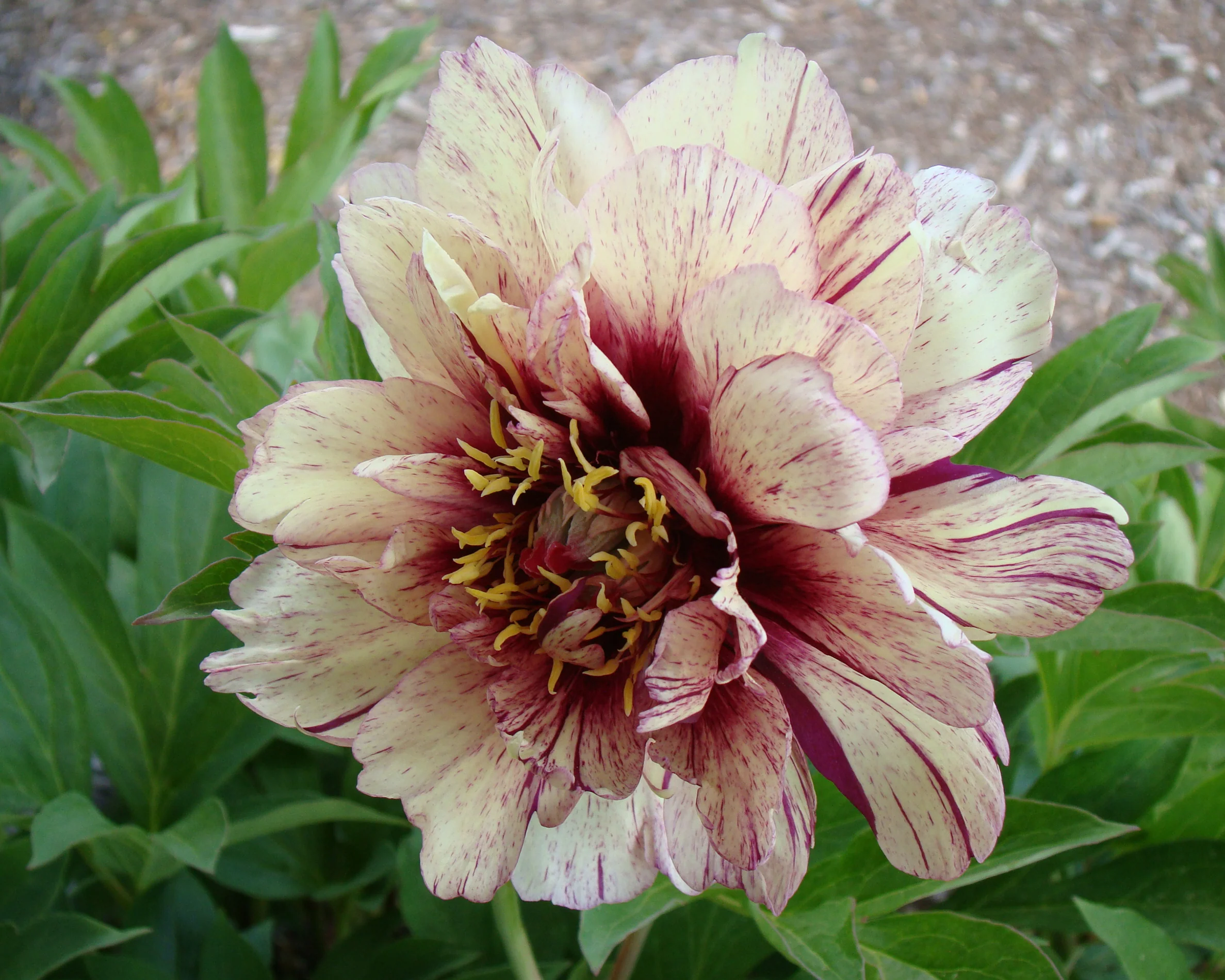 Paeonia 'All that Jazz' - Image 8