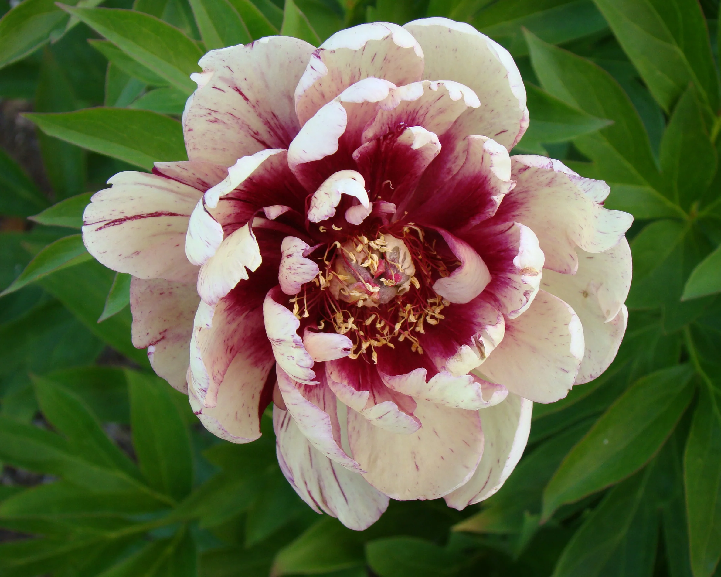 Paeonia 'All that Jazz' - Image 9
