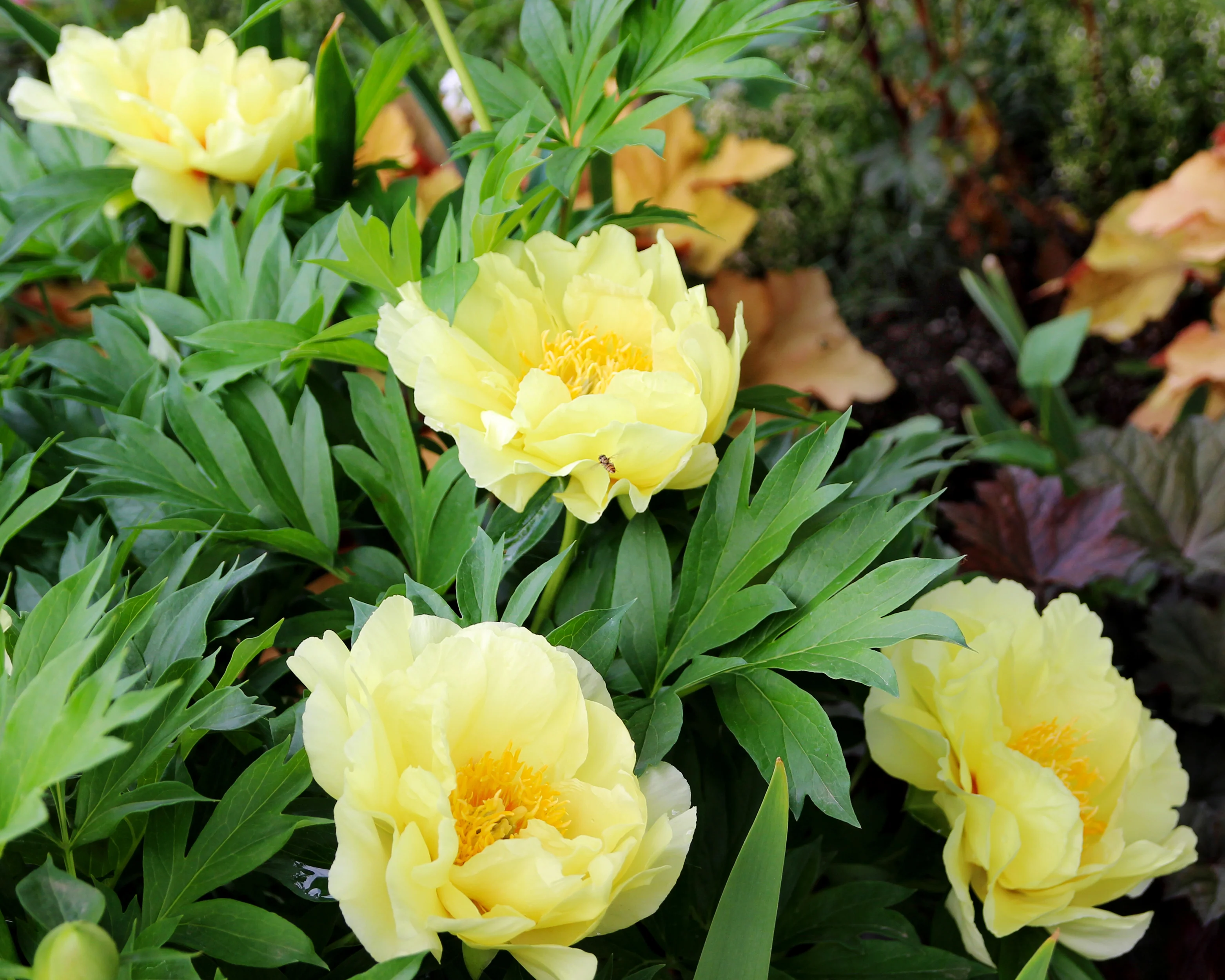 Paeonia 'Bartzella' - Image 4