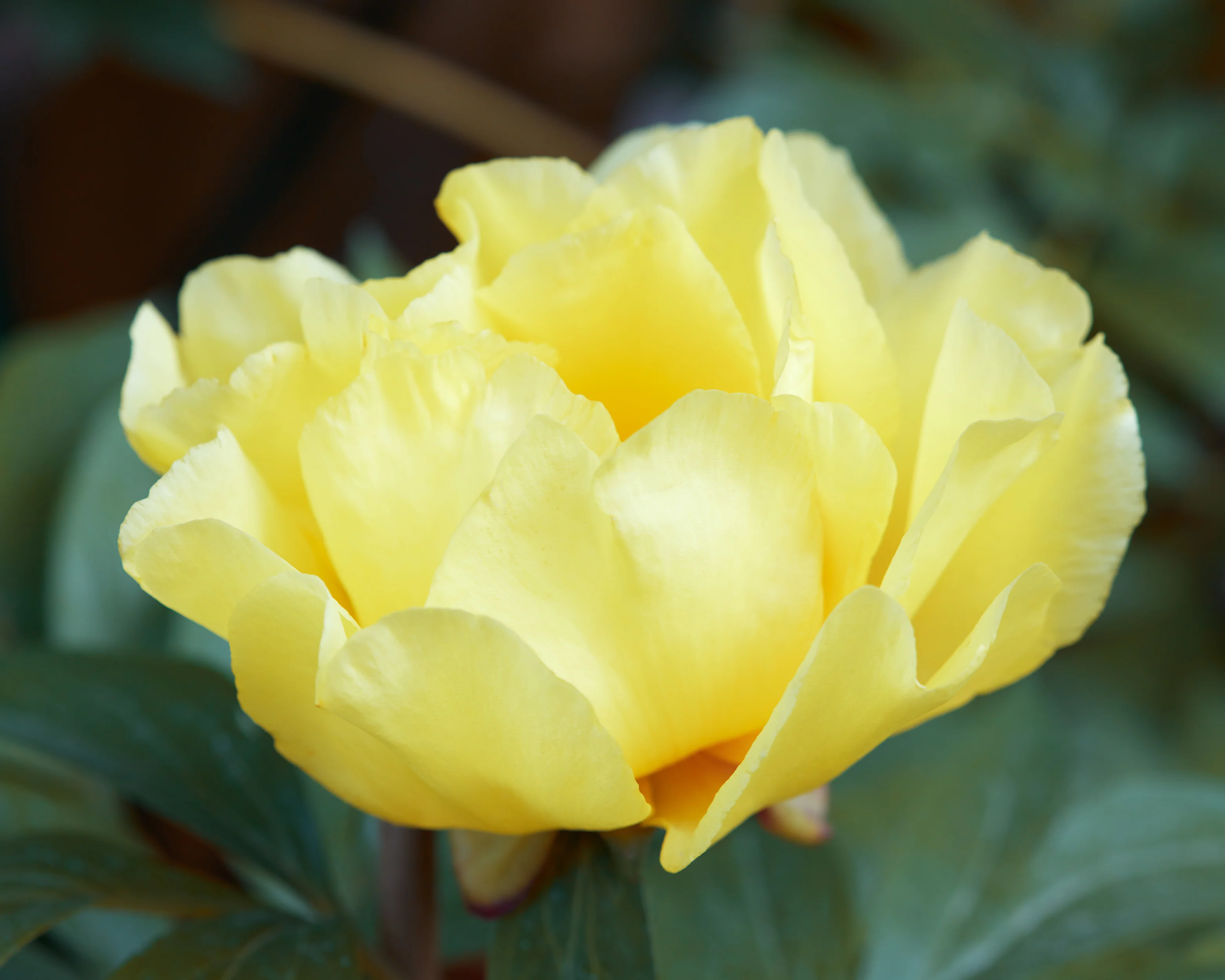 Paeonia 'Bartzella' - Image 7