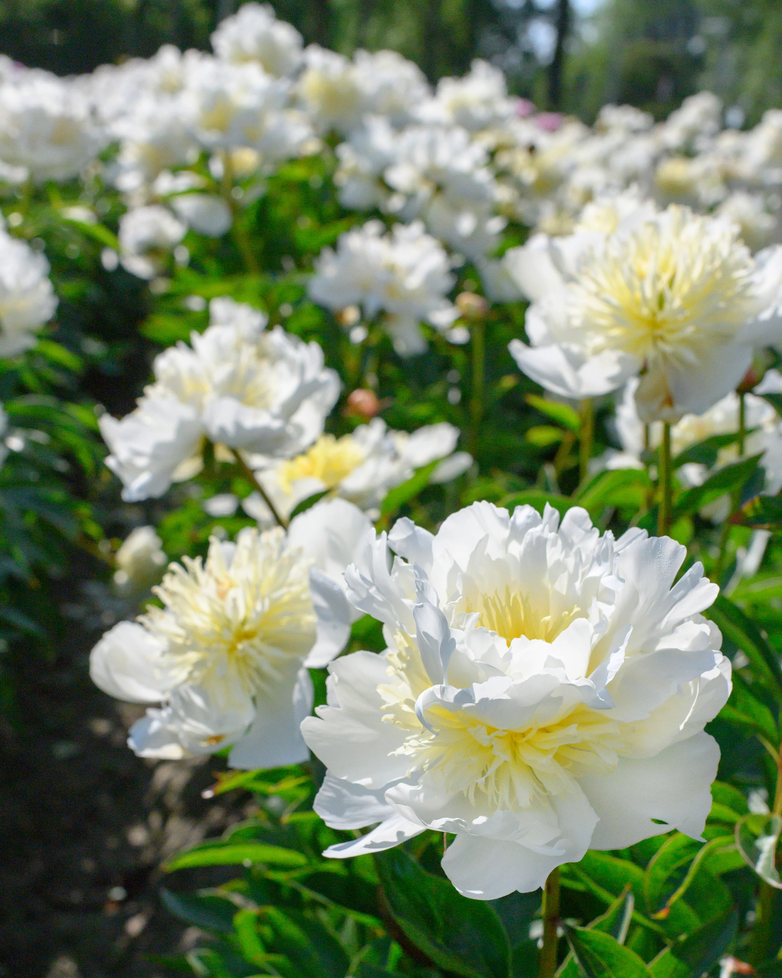 Paeonia 'Bridal Shower' - Image 2