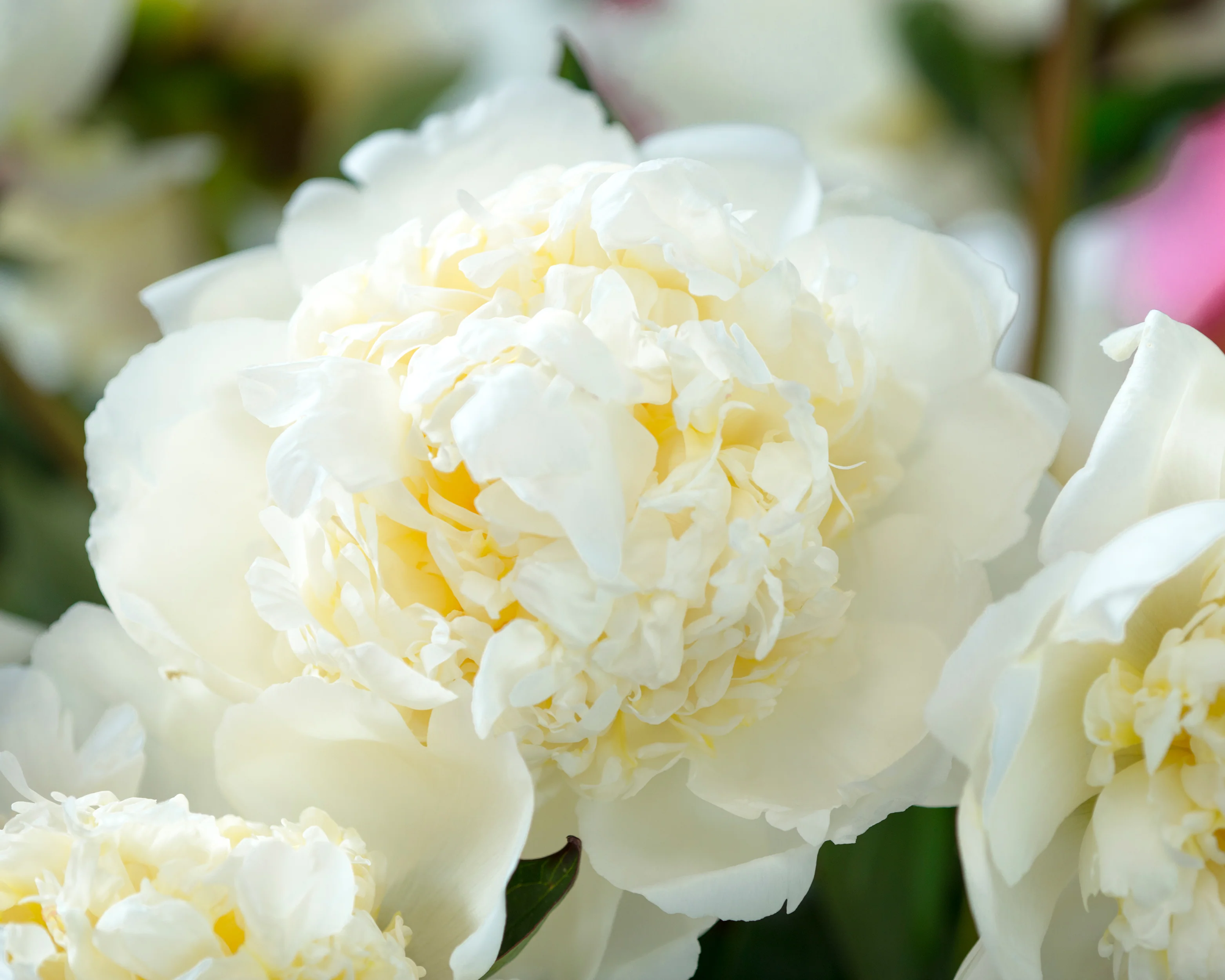 Paeonia 'Bridal Shower' - Image 5