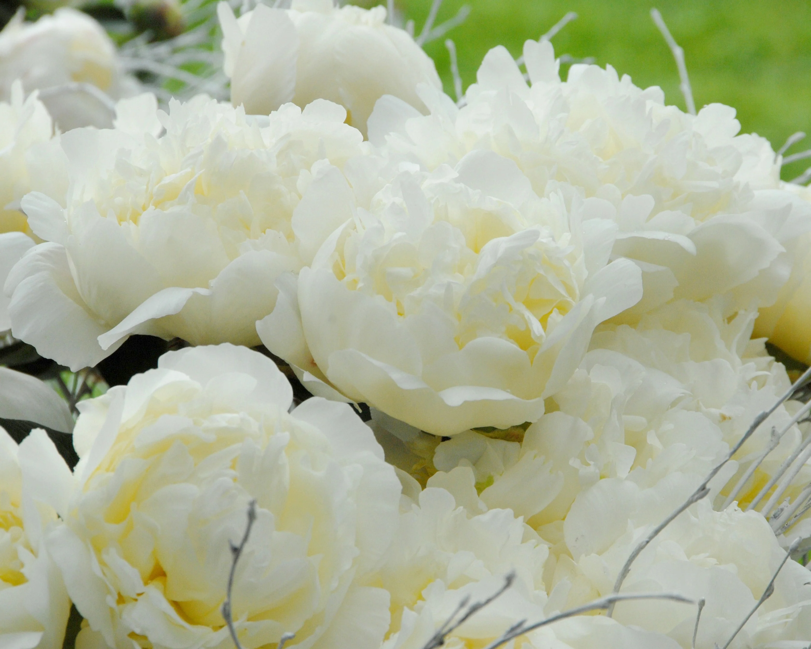 Paeonia 'Bridal Shower' - Image 6