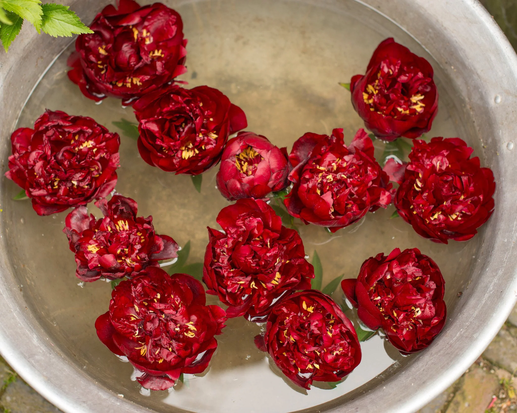 Paeonia 'Buckeye Belle' - Image 4