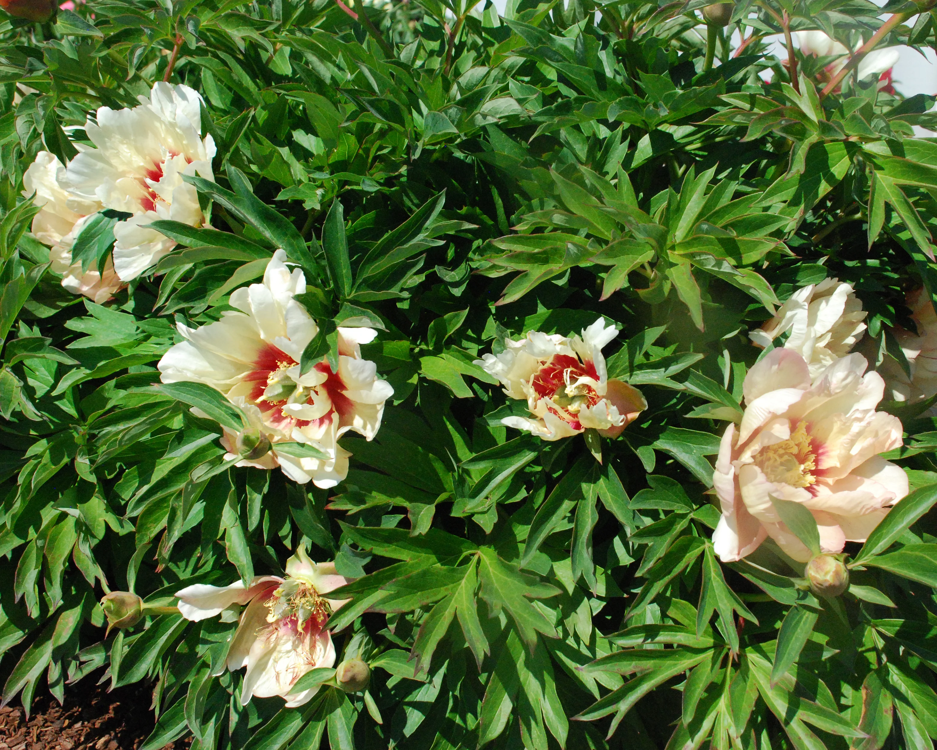 Paeonia 'Callie's Memory' - Image 4