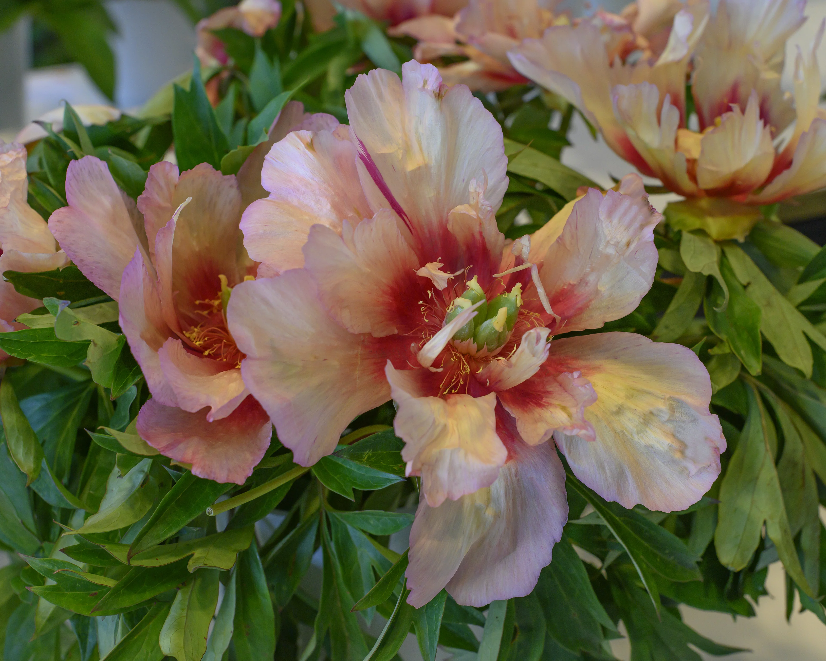 Paeonia 'Callie's Memory' - Image 5