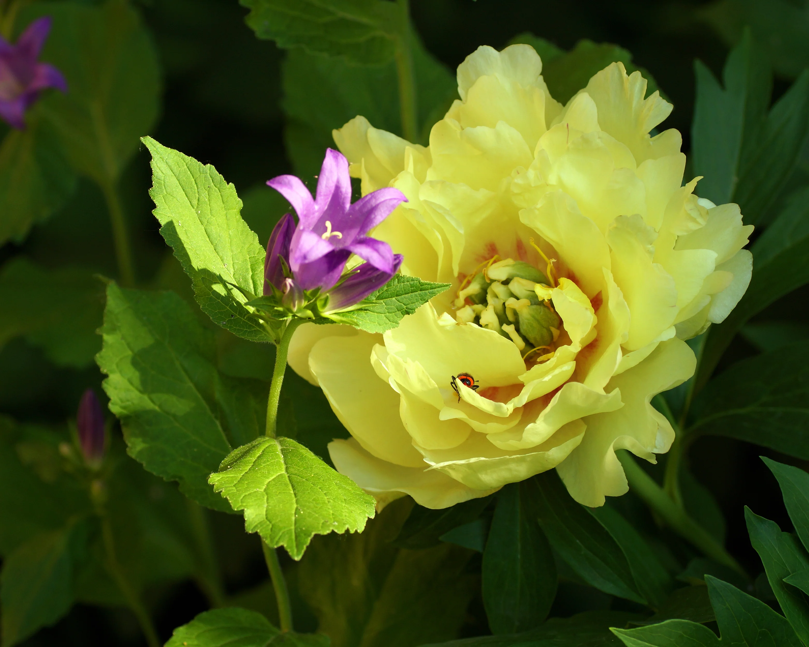 Paeonia 'Canary Brilliants' - Image 5