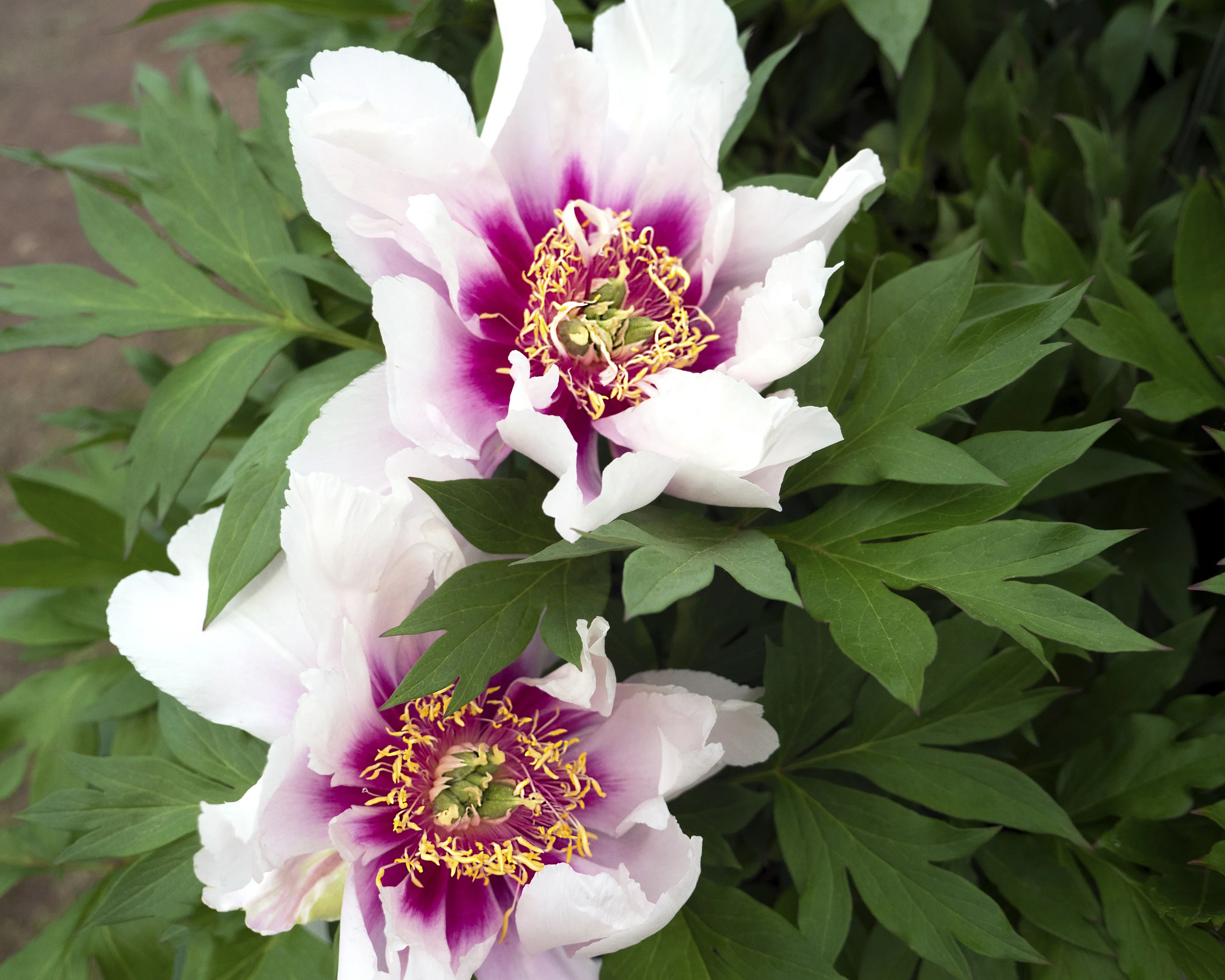 Paeonia 'Cora Louise' - Image 4