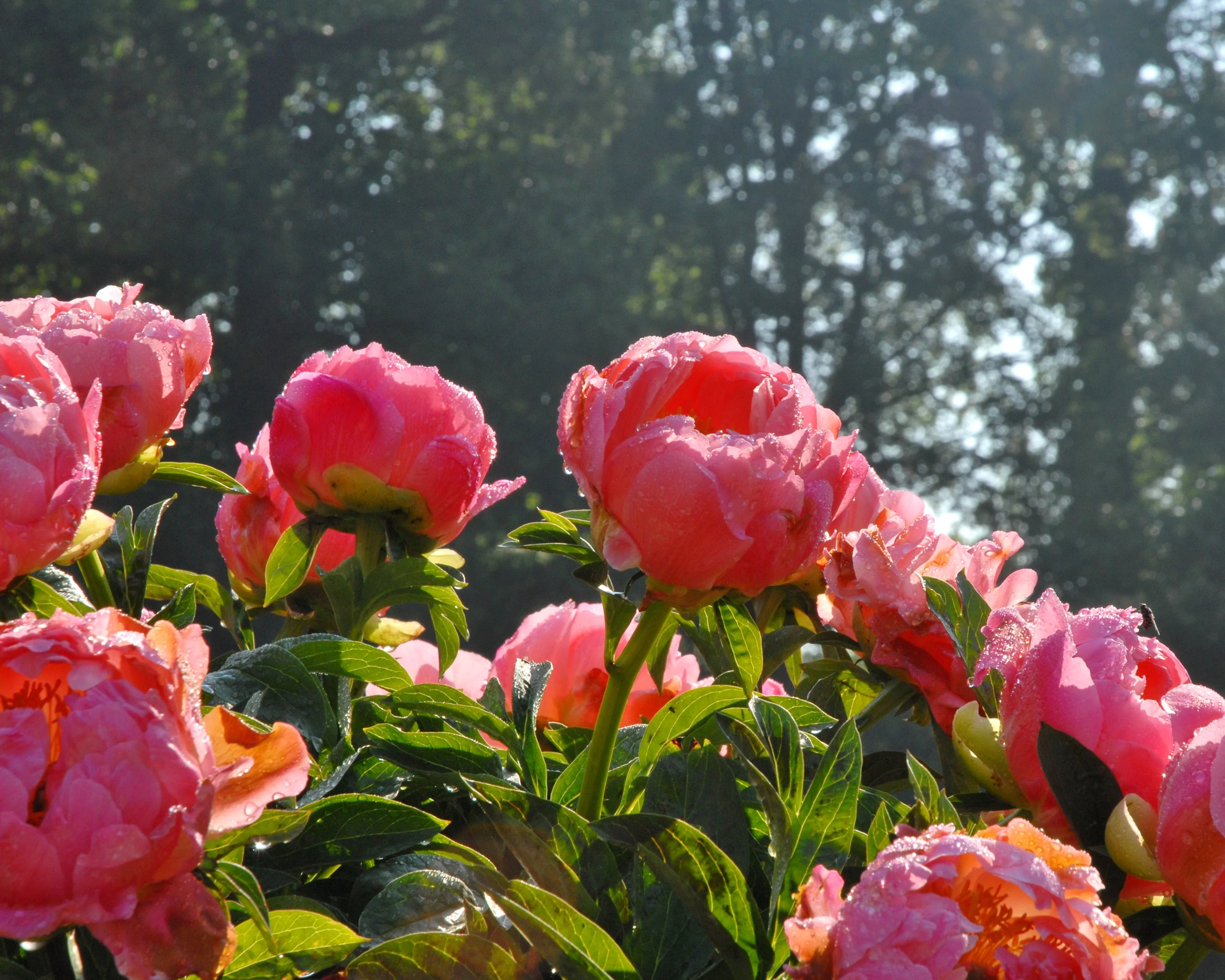 Paeonia 'Coral Charm' - Image 3