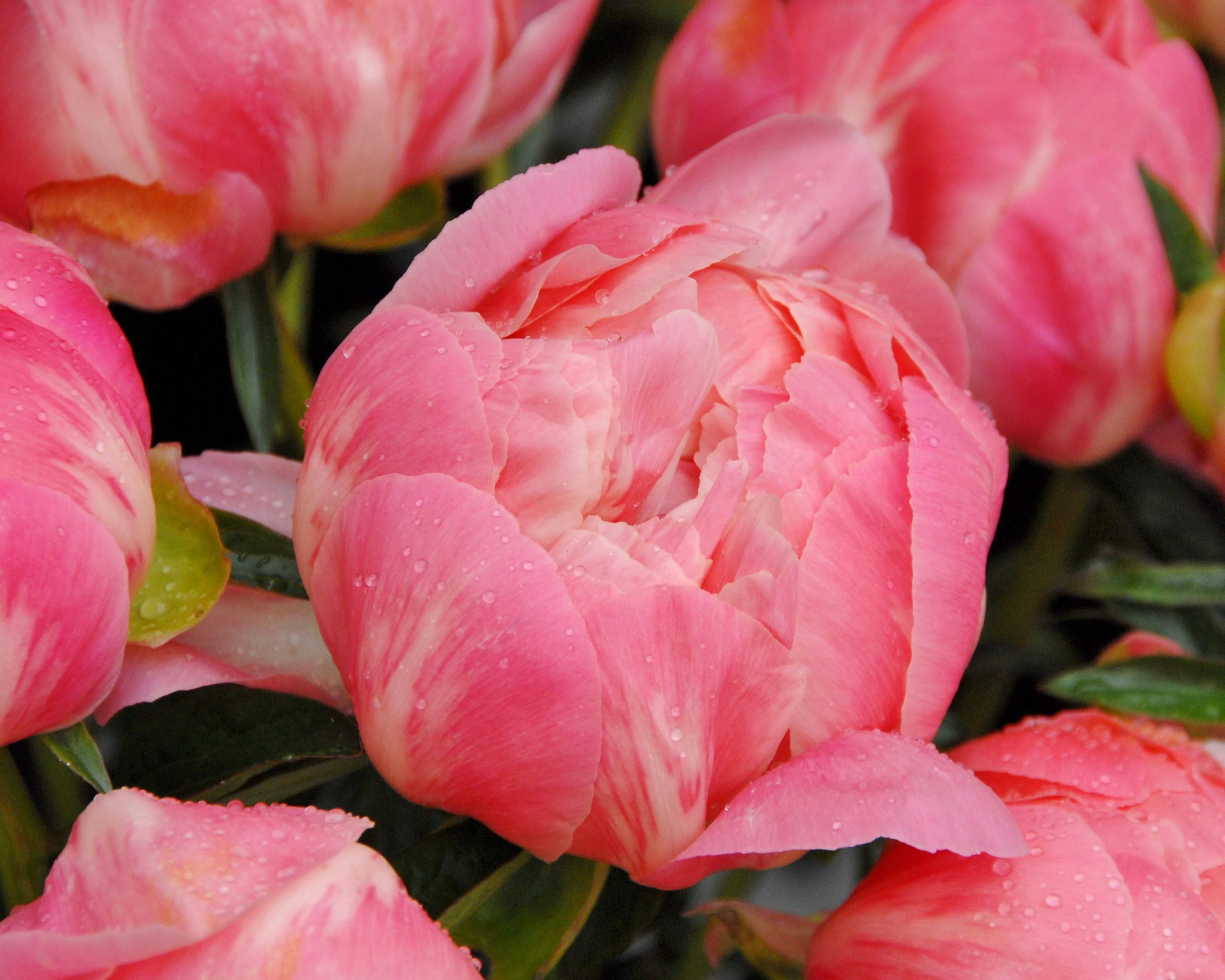 Paeonia 'Coral Charm' - Image 6