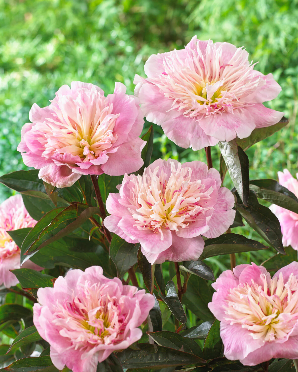Paeonia 'Do Tell' - Image 5