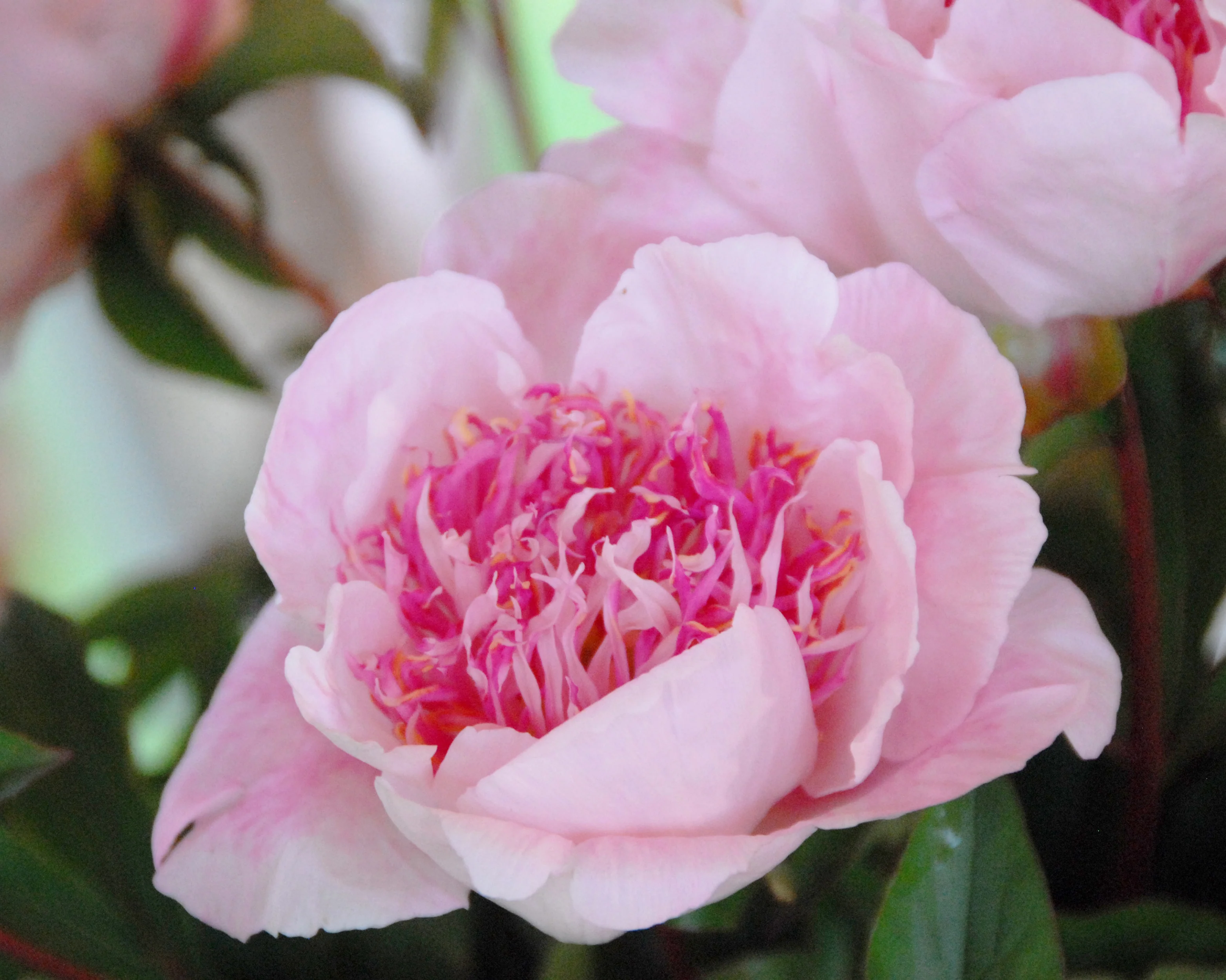 Paeonia 'Do Tell' - Image 6