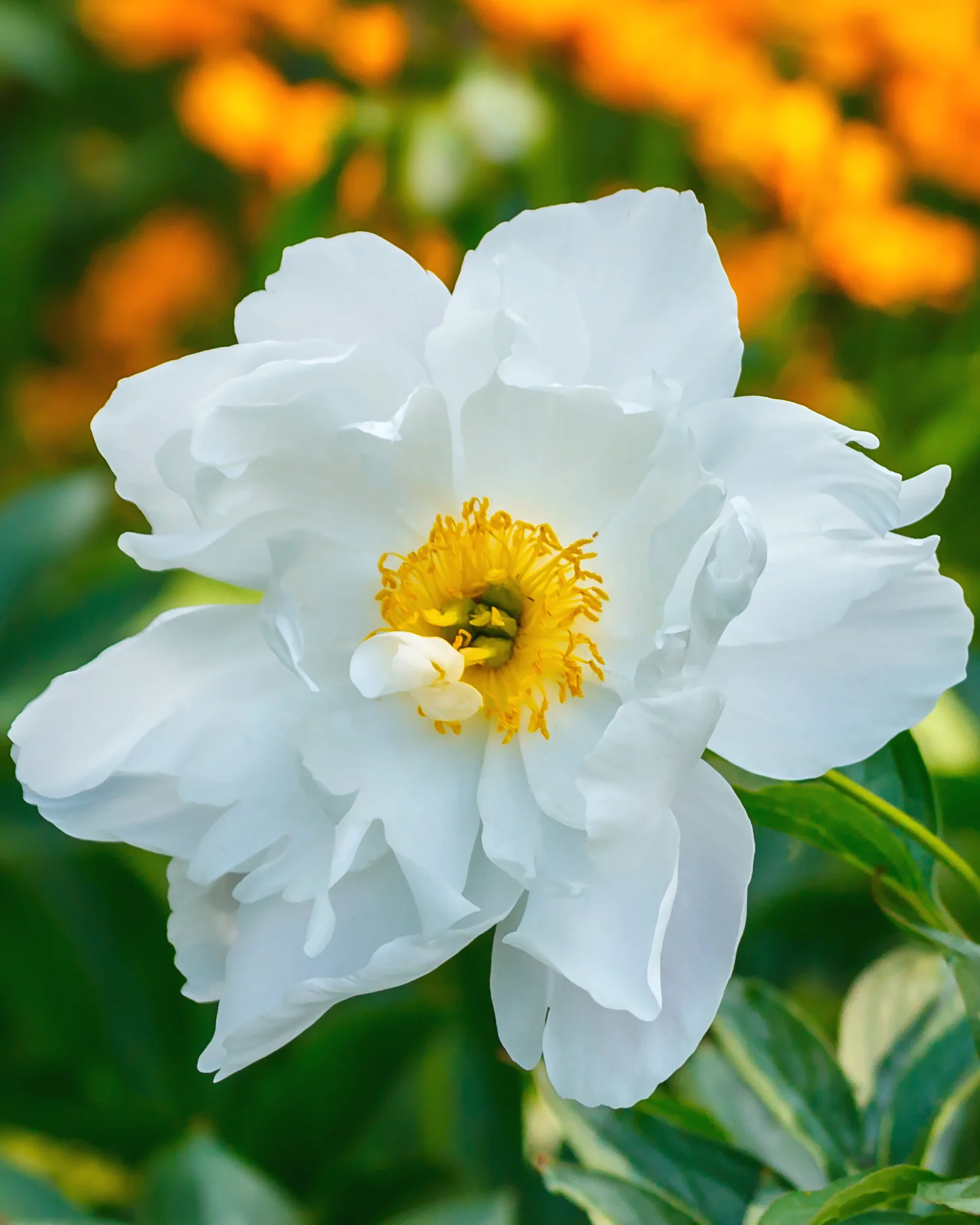 Paeonia emodi - Image 2
