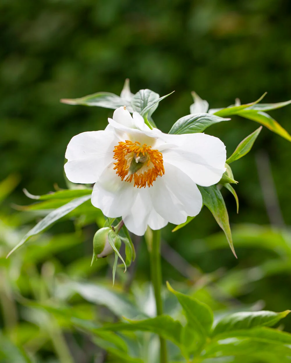 Paeonia emodi - Image 7