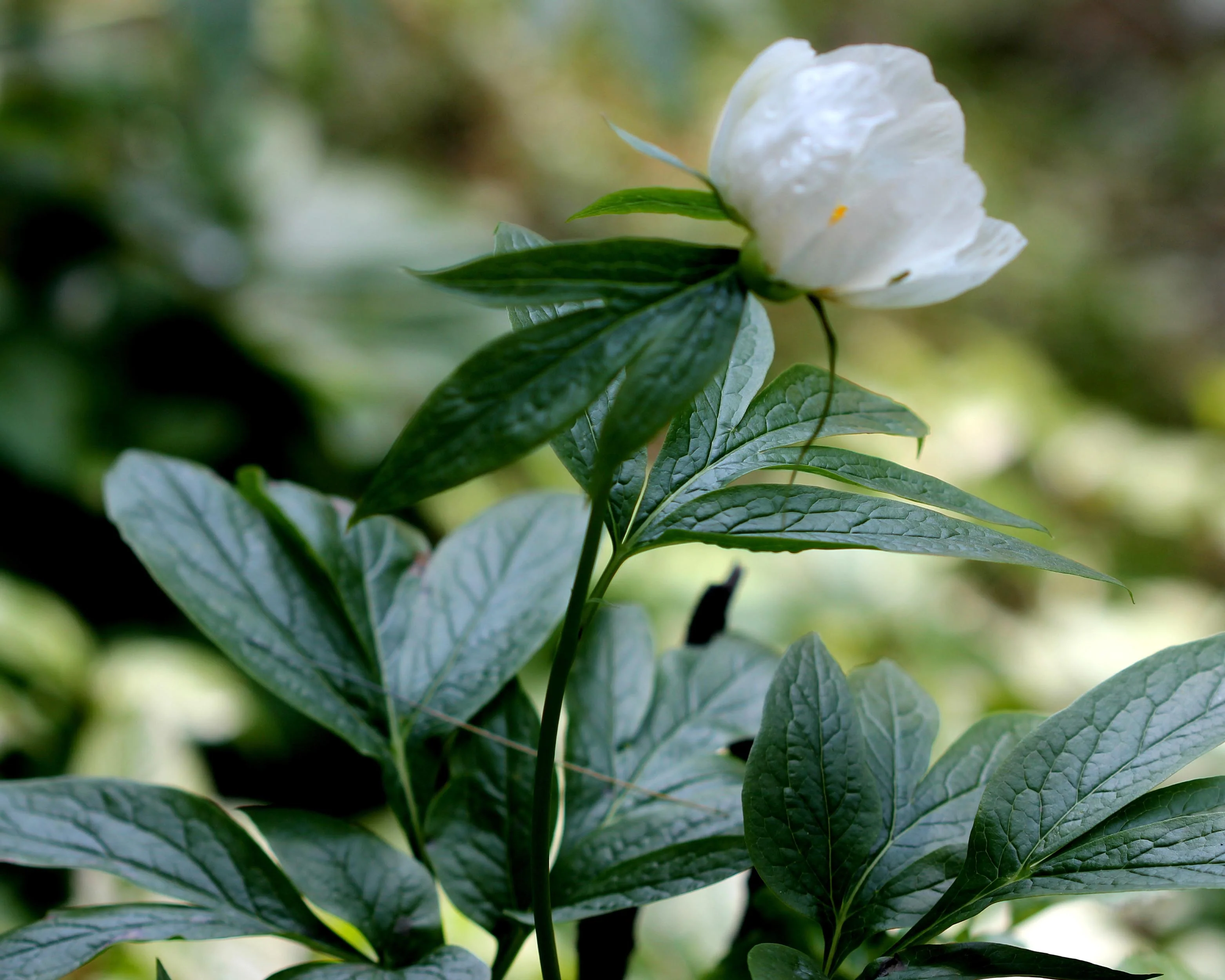 Paeonia emodi - Image 8