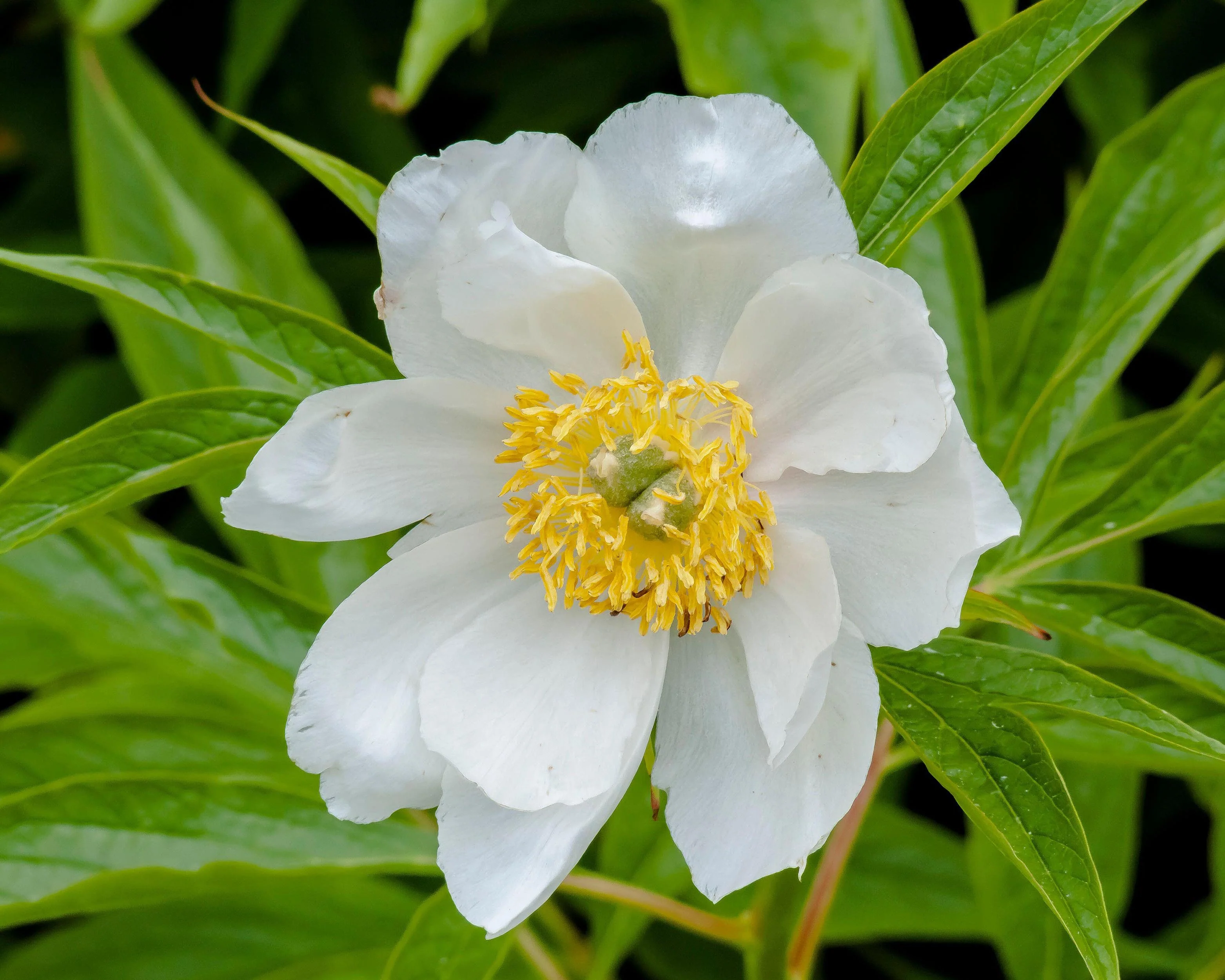 Paeonia emodi - Image 9