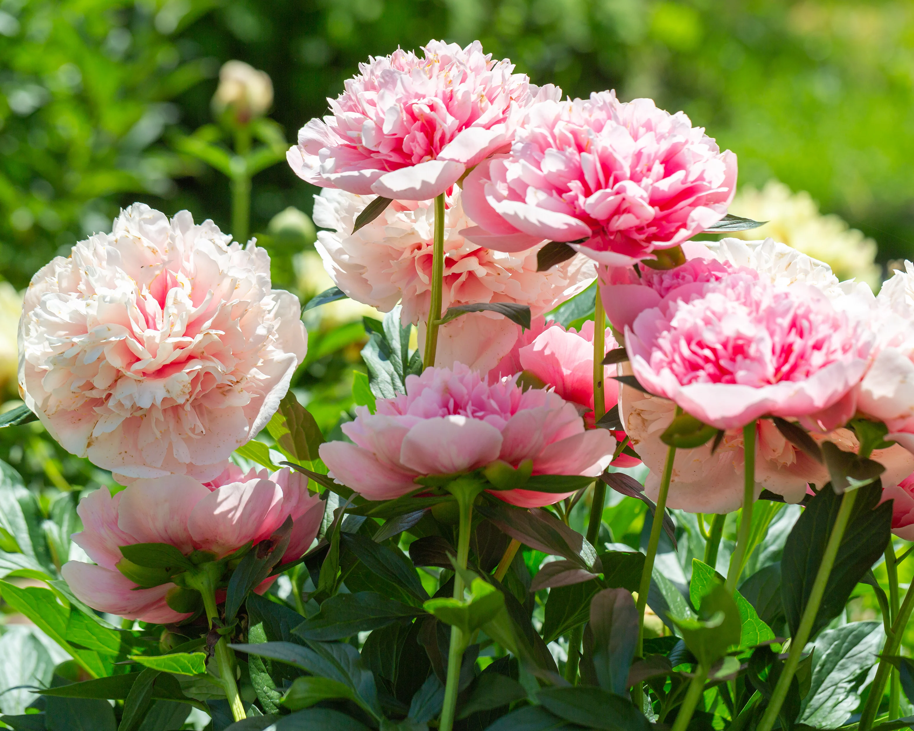 Paeonia 'Etched Salmon' - Image 2