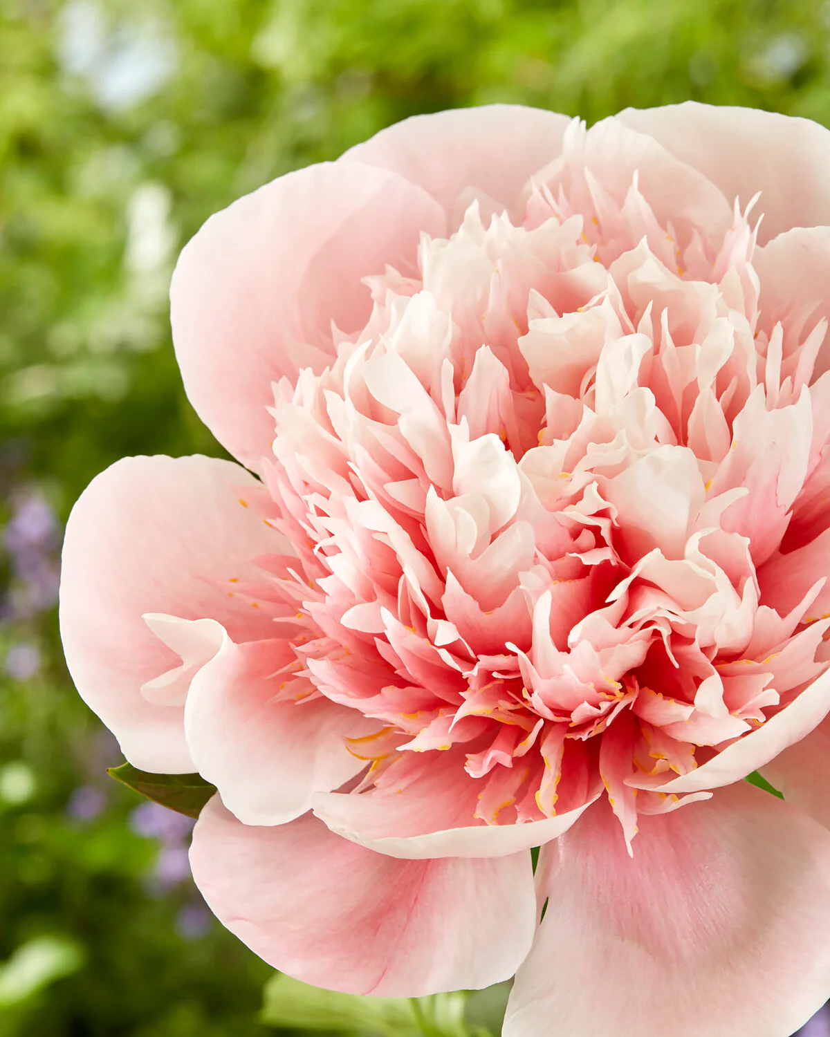 Paeonia 'Etched Salmon' - Image 4