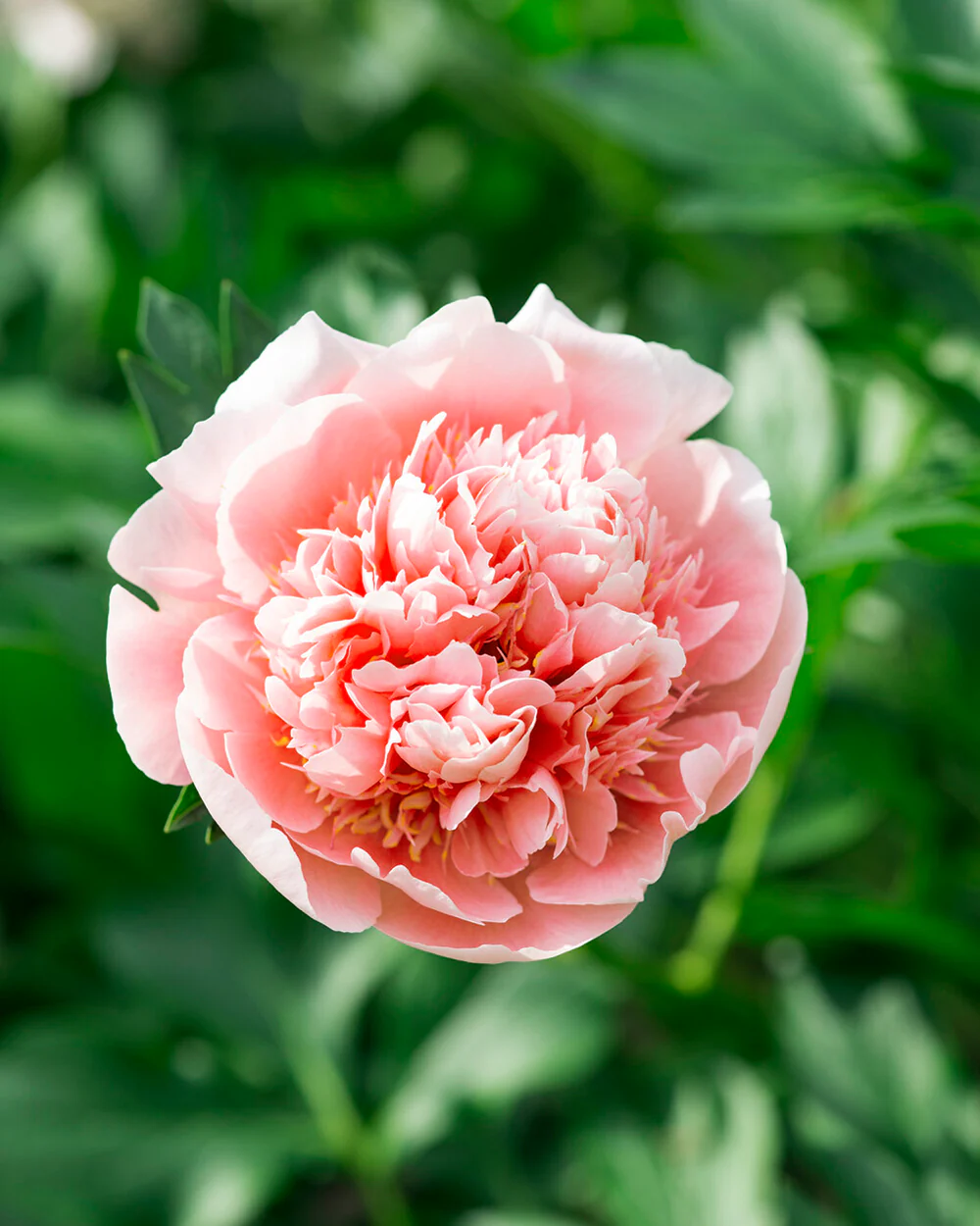 Paeonia 'Etched Salmon' - Image 5