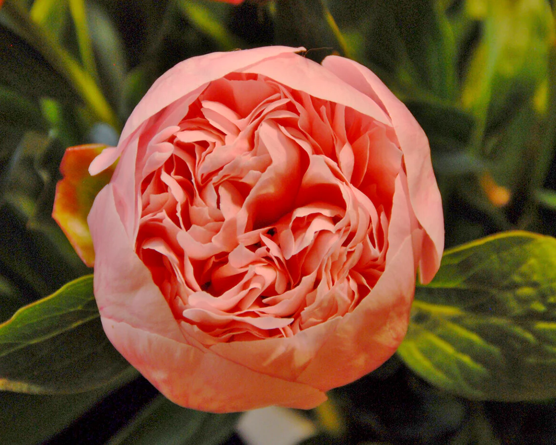 Paeonia 'Etched Salmon' - Image 8