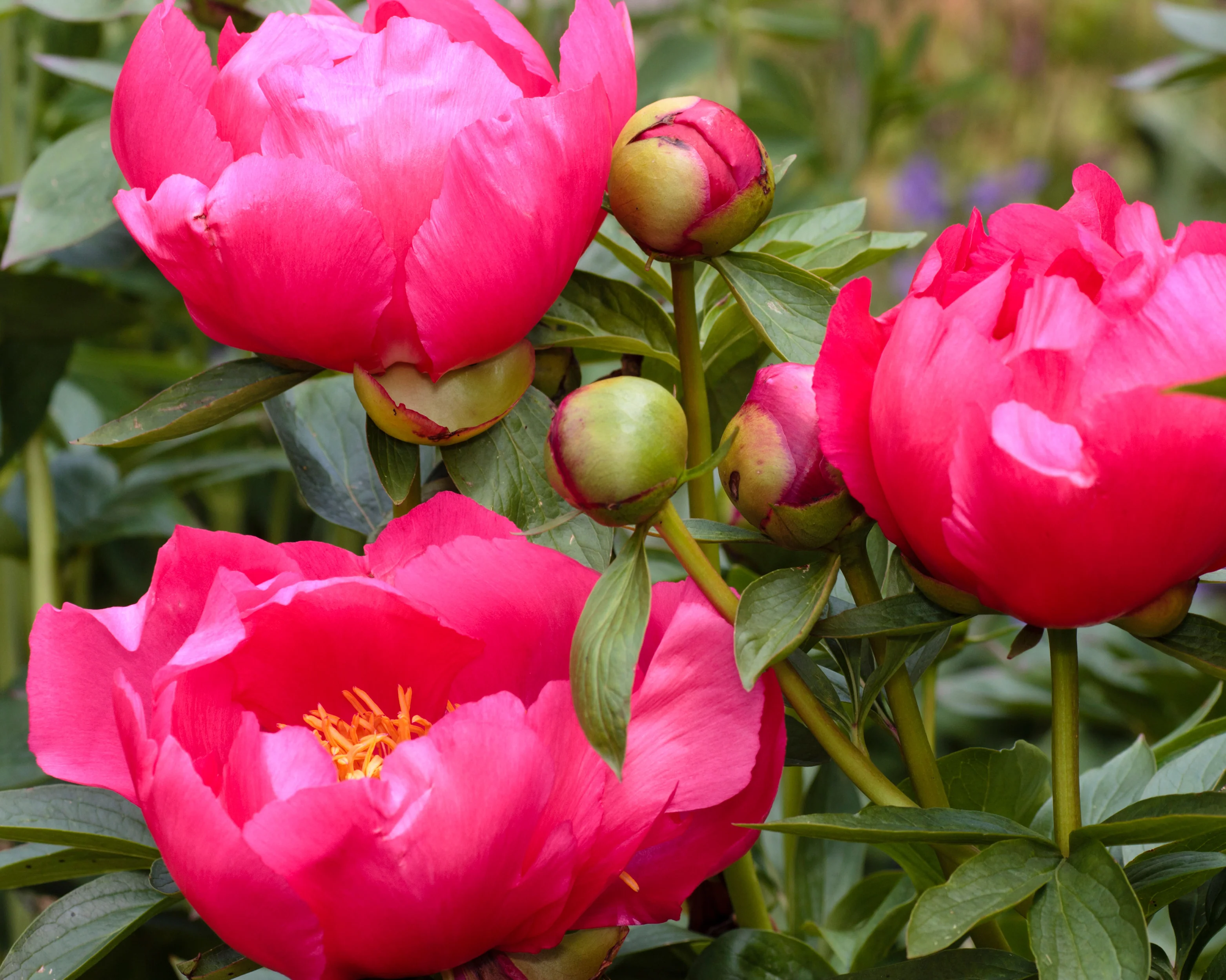 Paeonia 'Flame' - Image 7