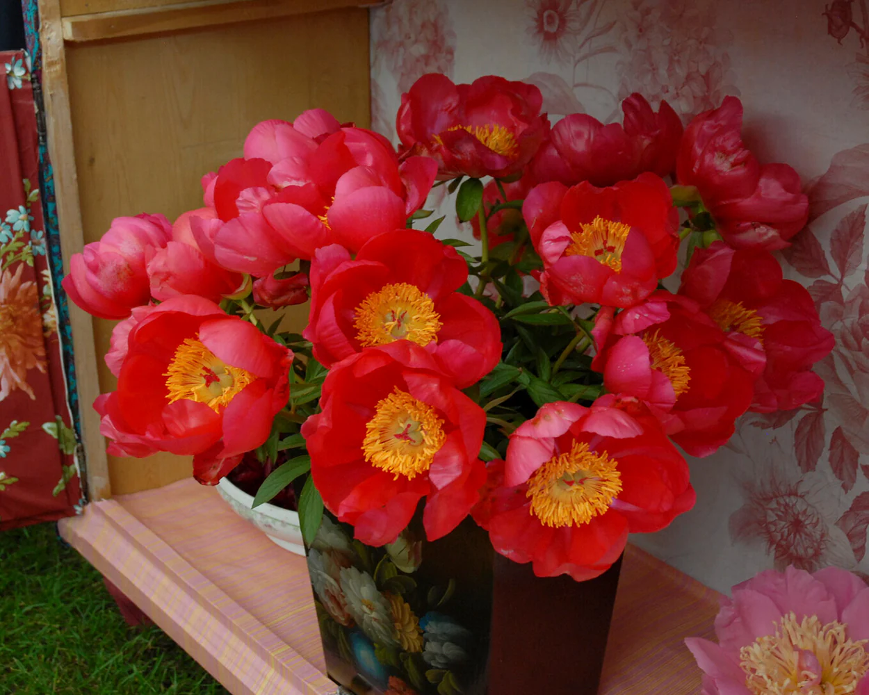 Paeonia 'Flame' - Image 9