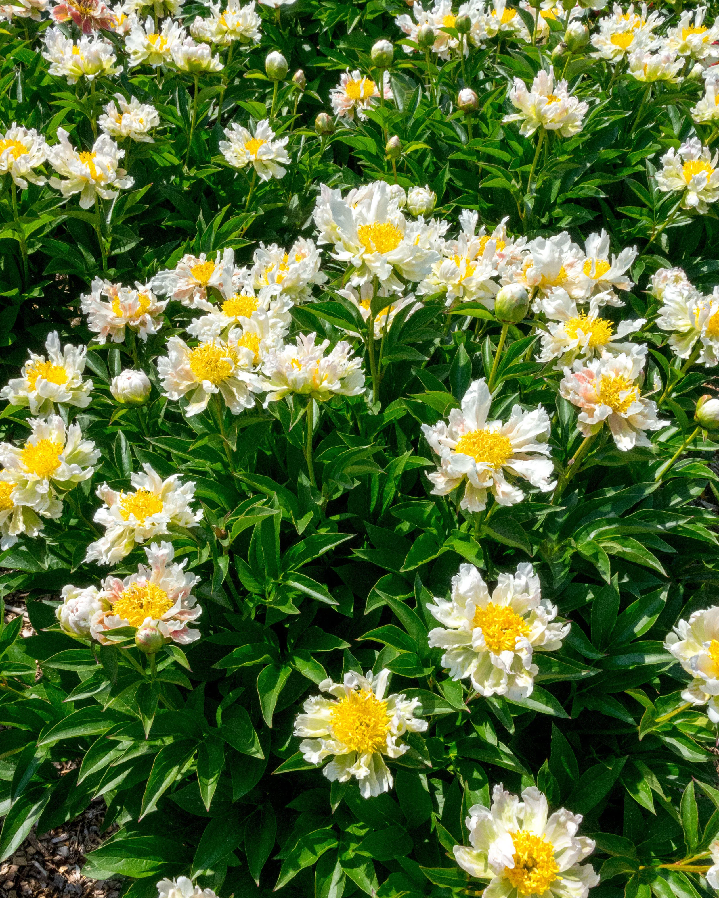 Paeonia 'Green Lotus' - Image 3