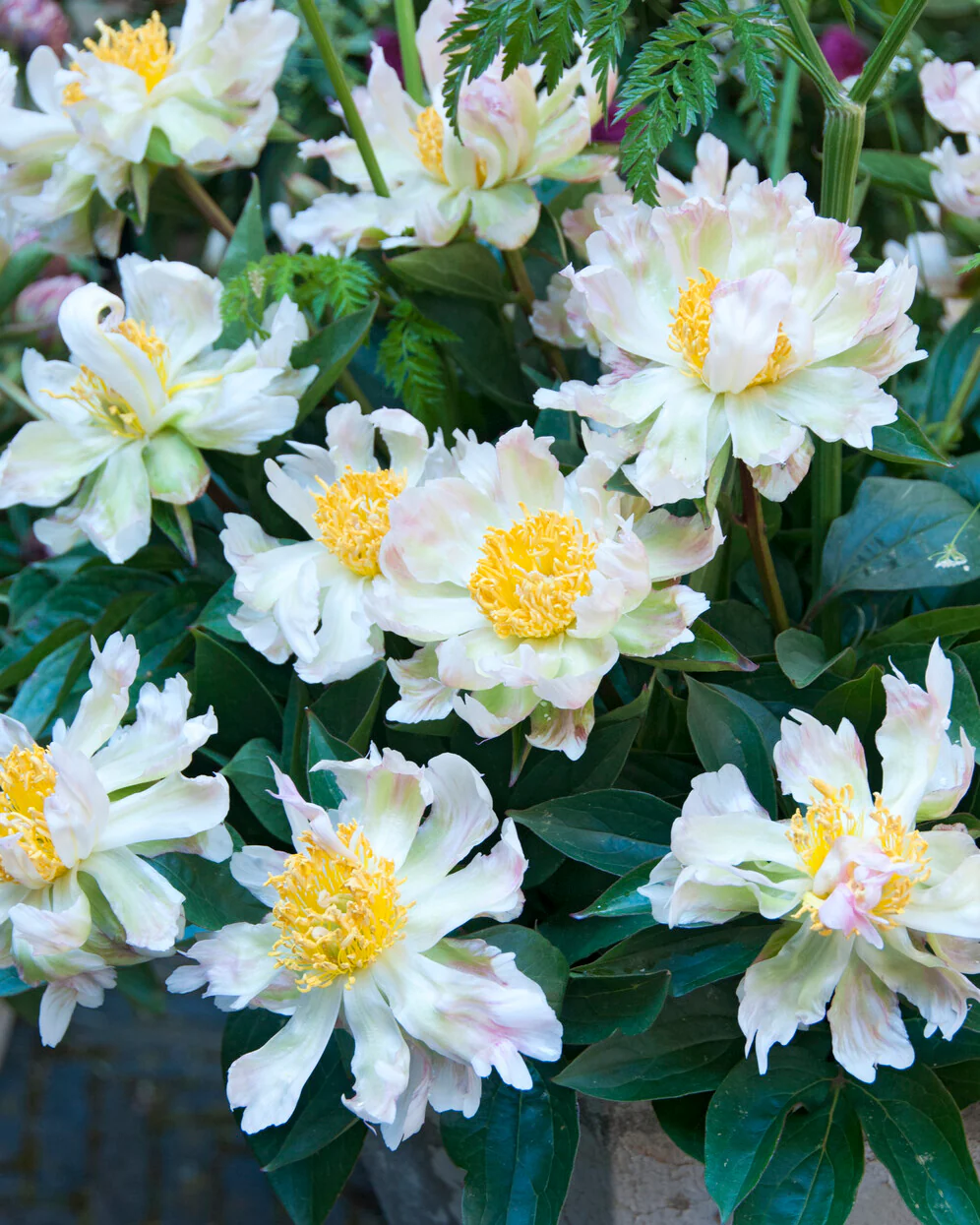 Paeonia 'Green Lotus' - Image 6