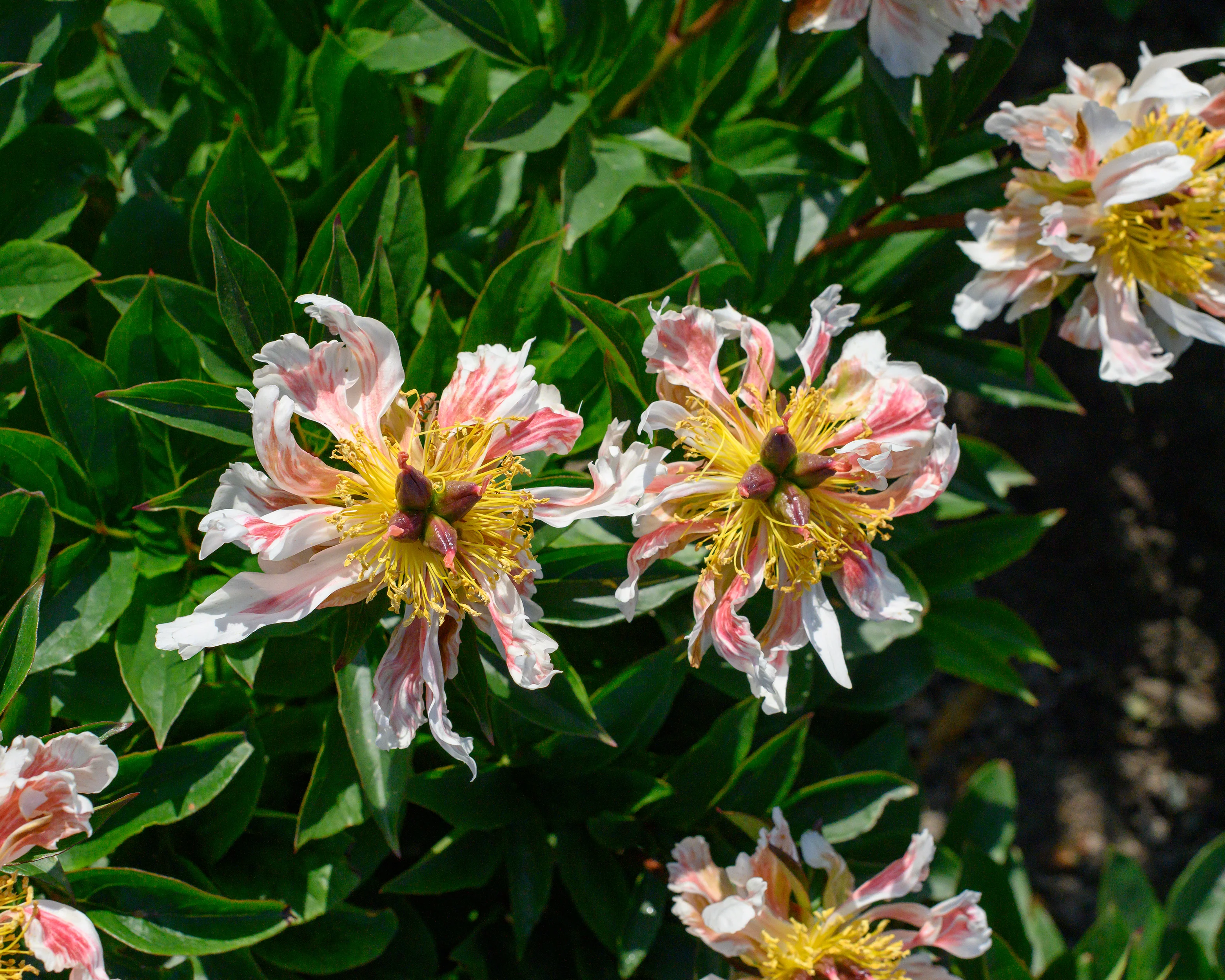 Paeonia 'Green Lotus' - Image 7