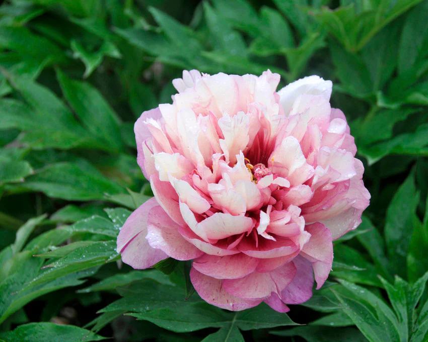 Paeonia 'Hillary' - Image 6