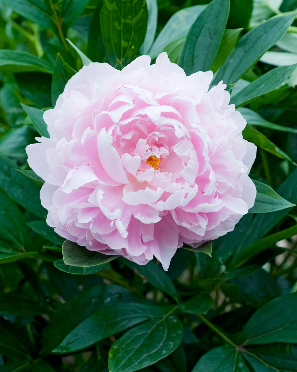 Paeonia 'Immaculée' - Image 5